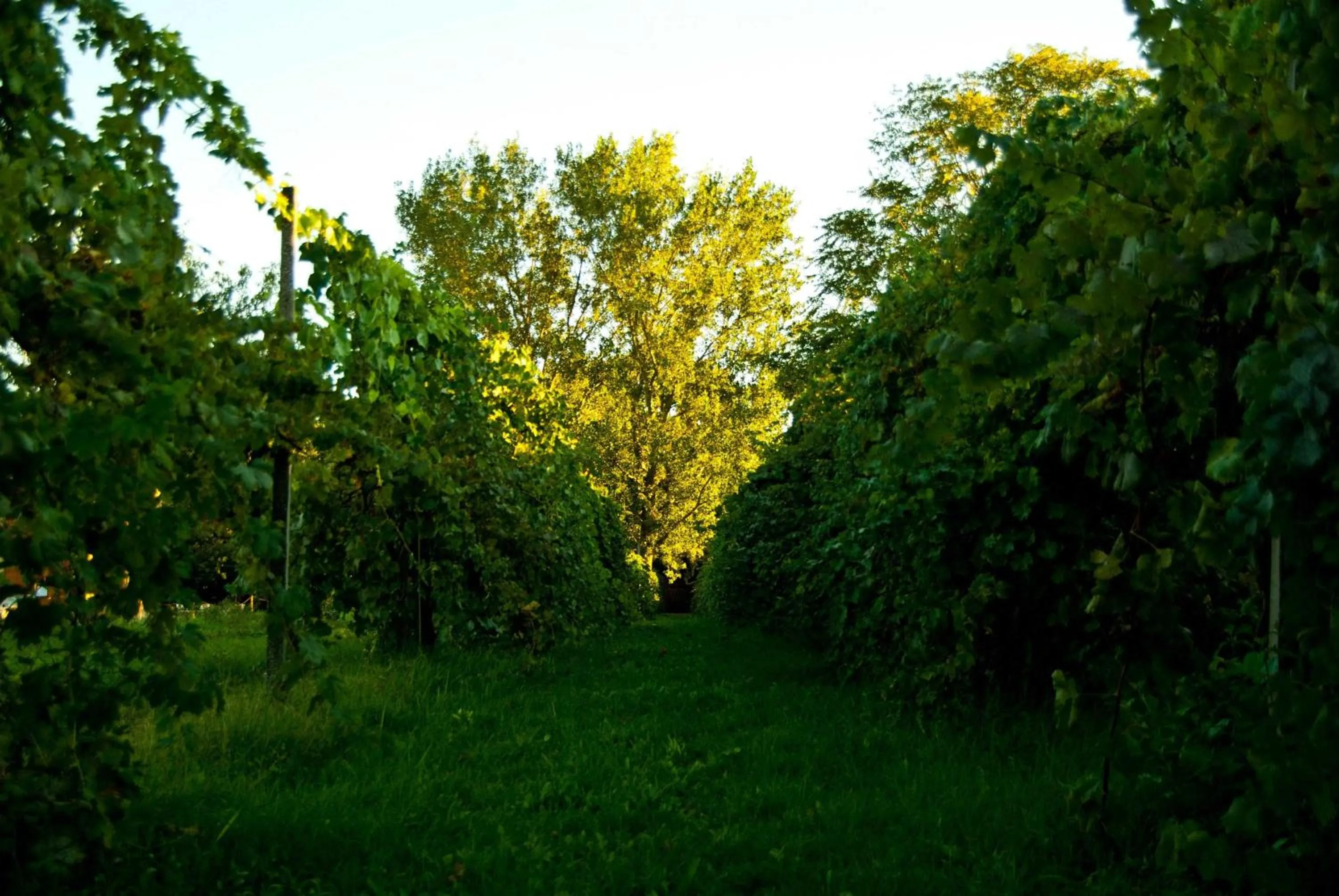 View (from property/room) in Principessa Pio