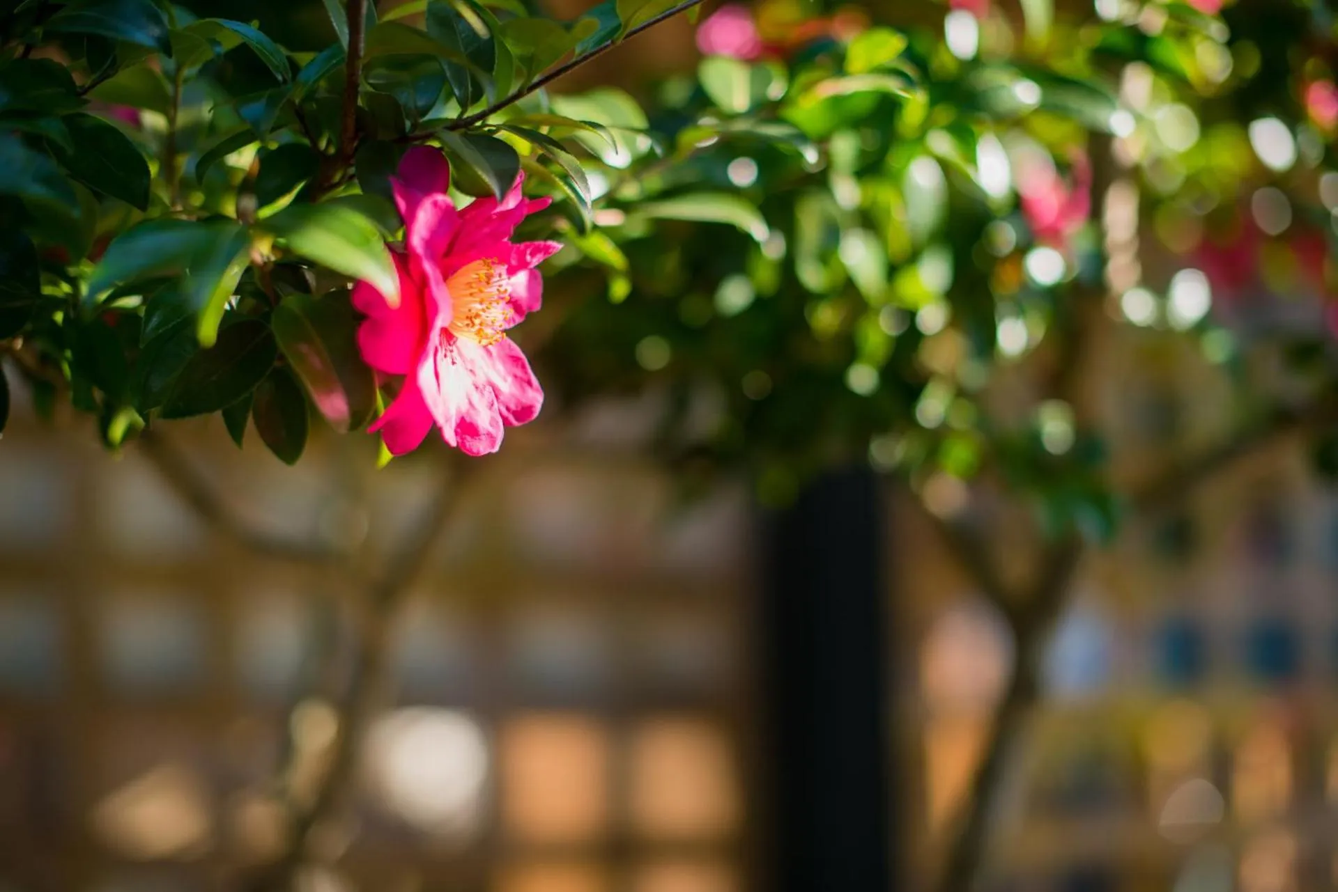 Garden in Shimantonoyado