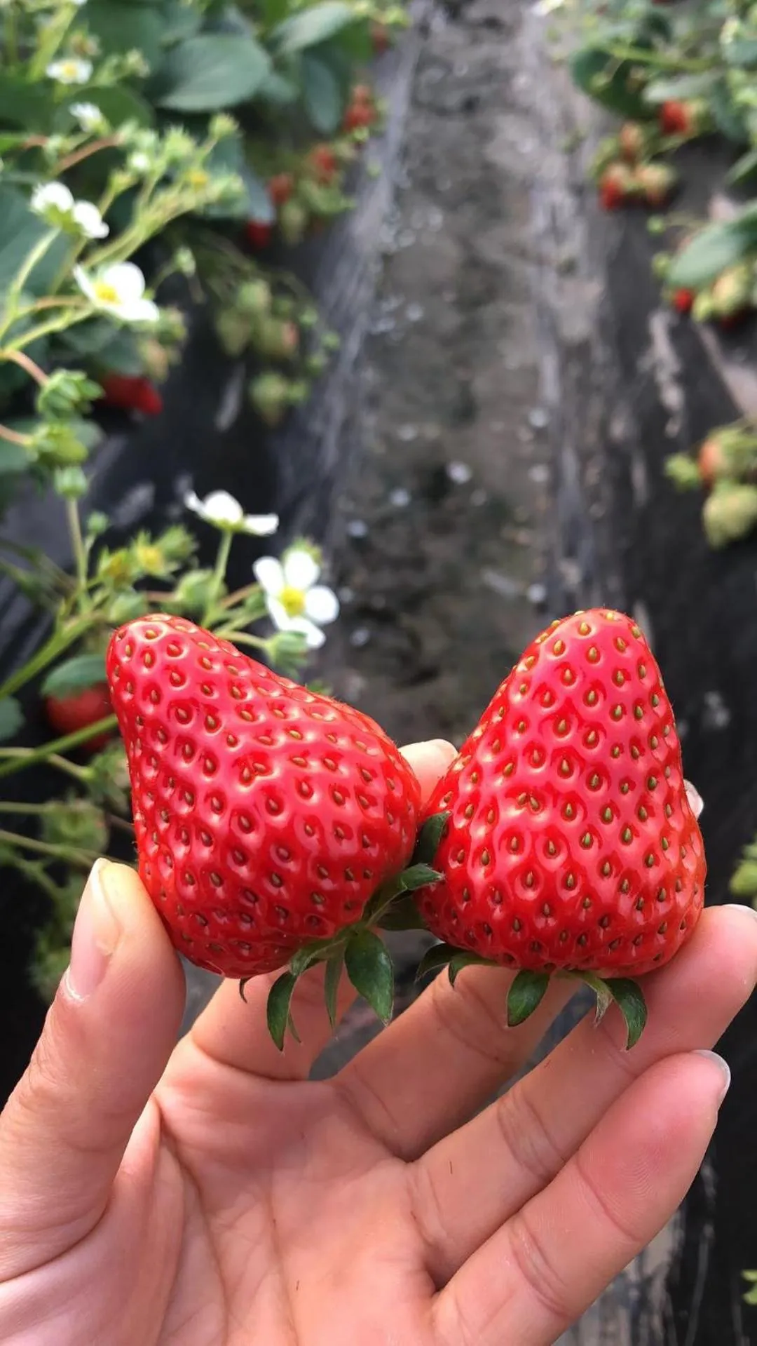 Auto City Ruili Hotel