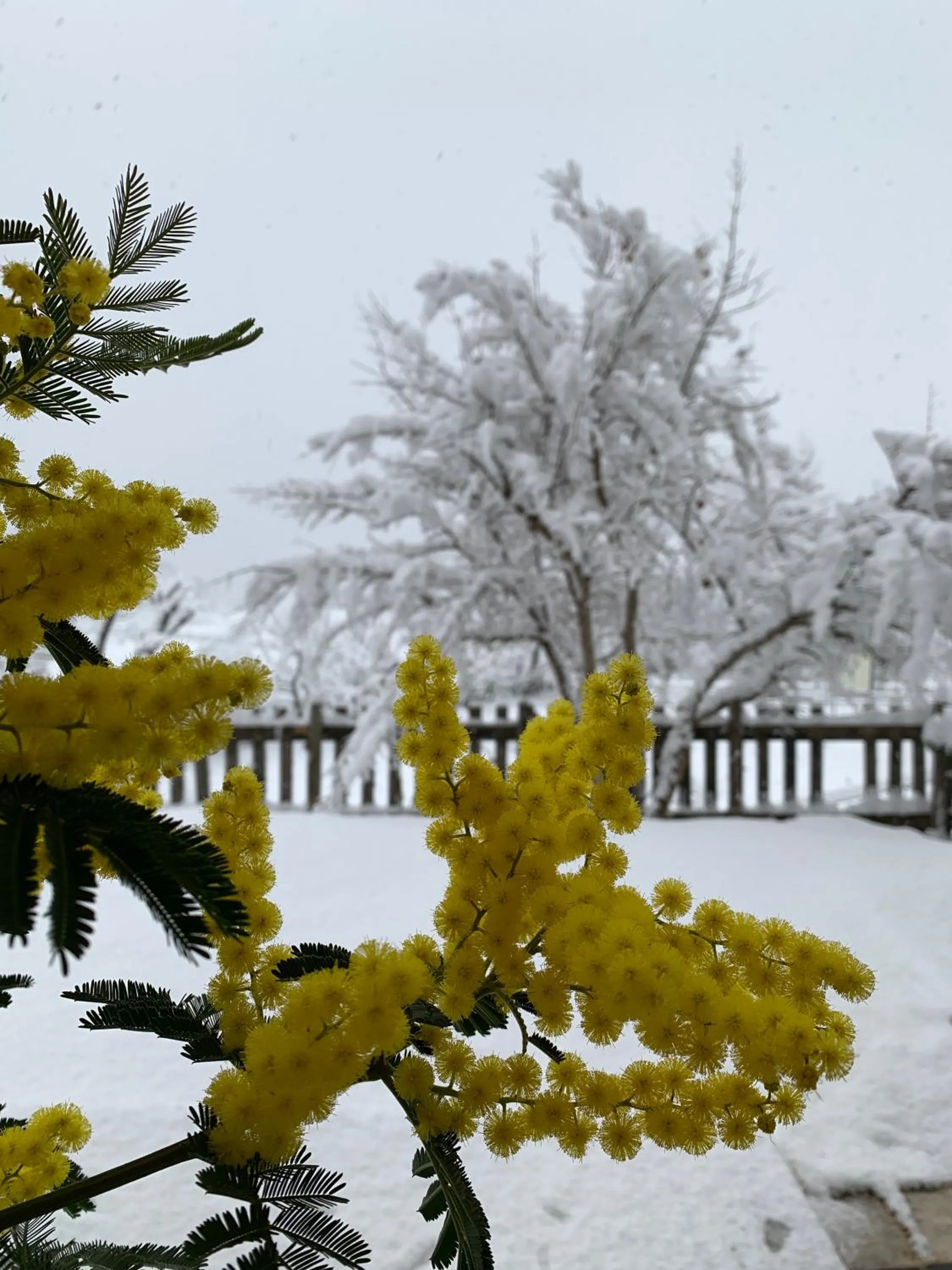 Natural landscape in Villa Monica