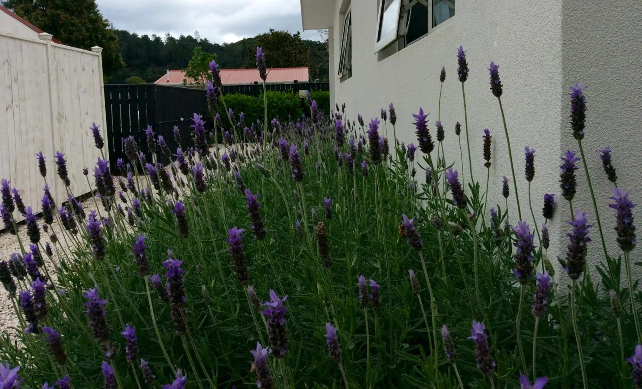 Decorative detail in Coromandel Apartments
