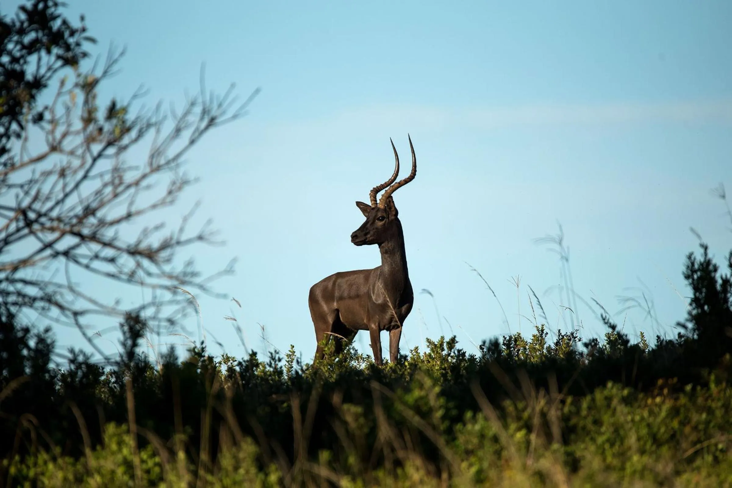 Animals in Oceana Beach and Wildlife Reserve