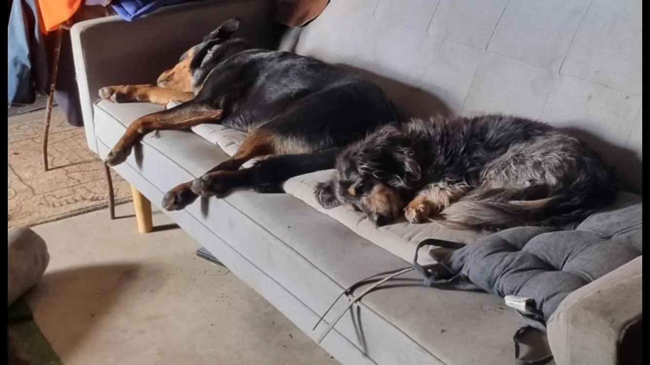 Pets in Hunua Ranges