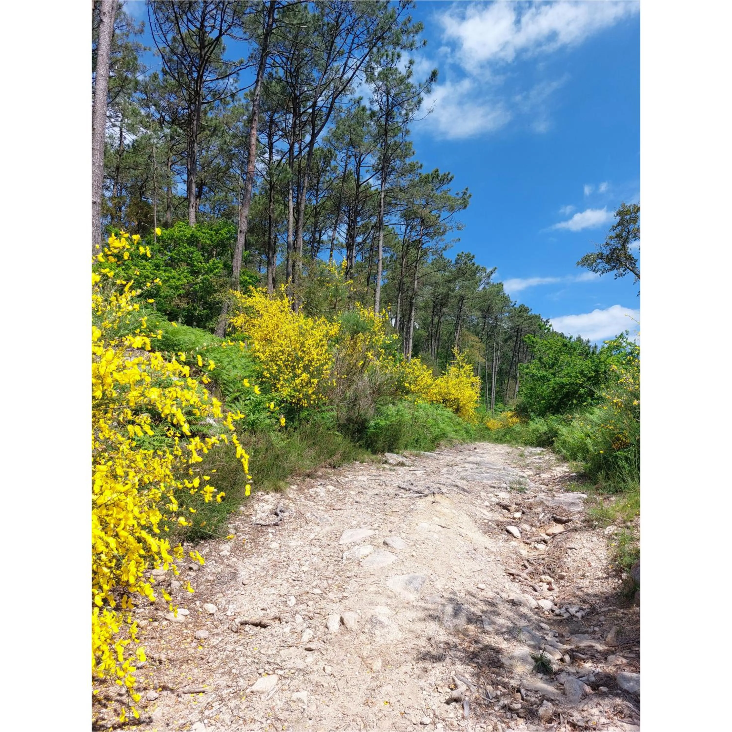 Hotel Apartamento Marouco