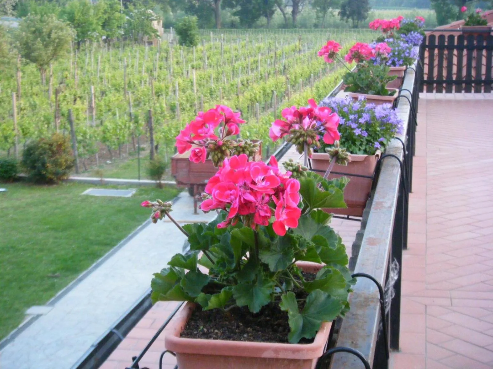 Balcony/Terrace in Agriturismo Grillo Iole Winery