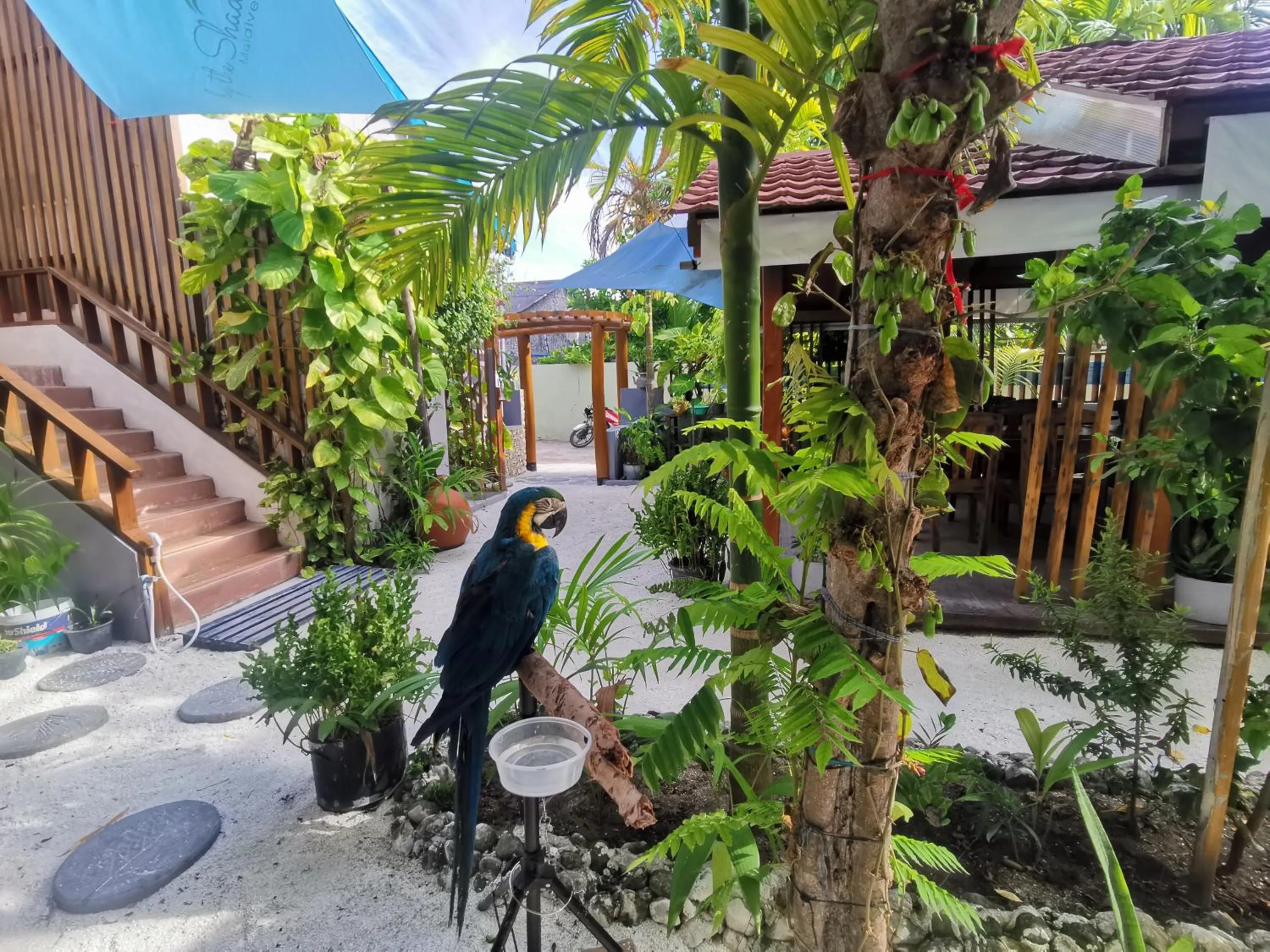 Garden in By the shade Maldives