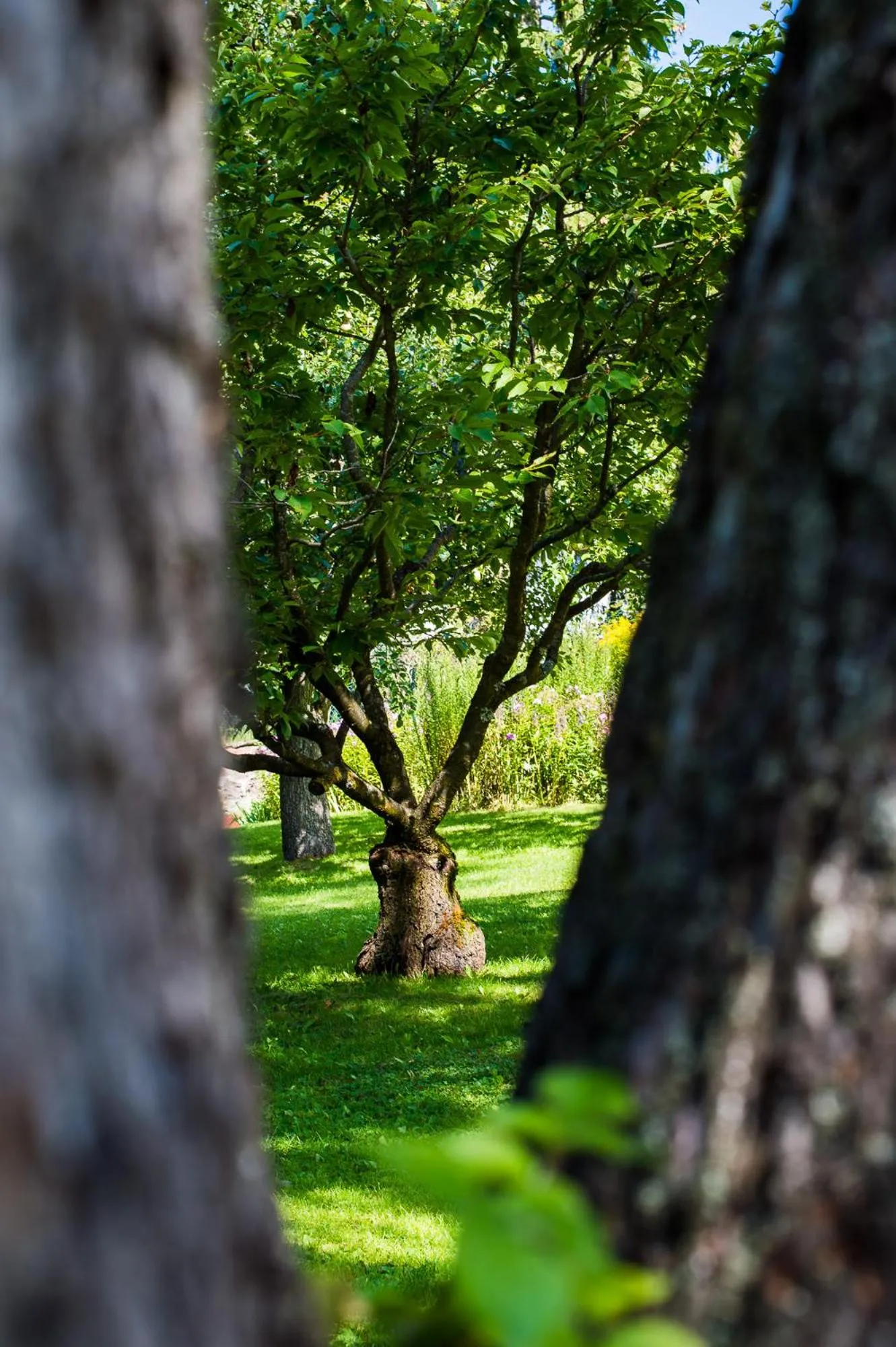 AppartChalet LA RONDULA - 100m from Seceda