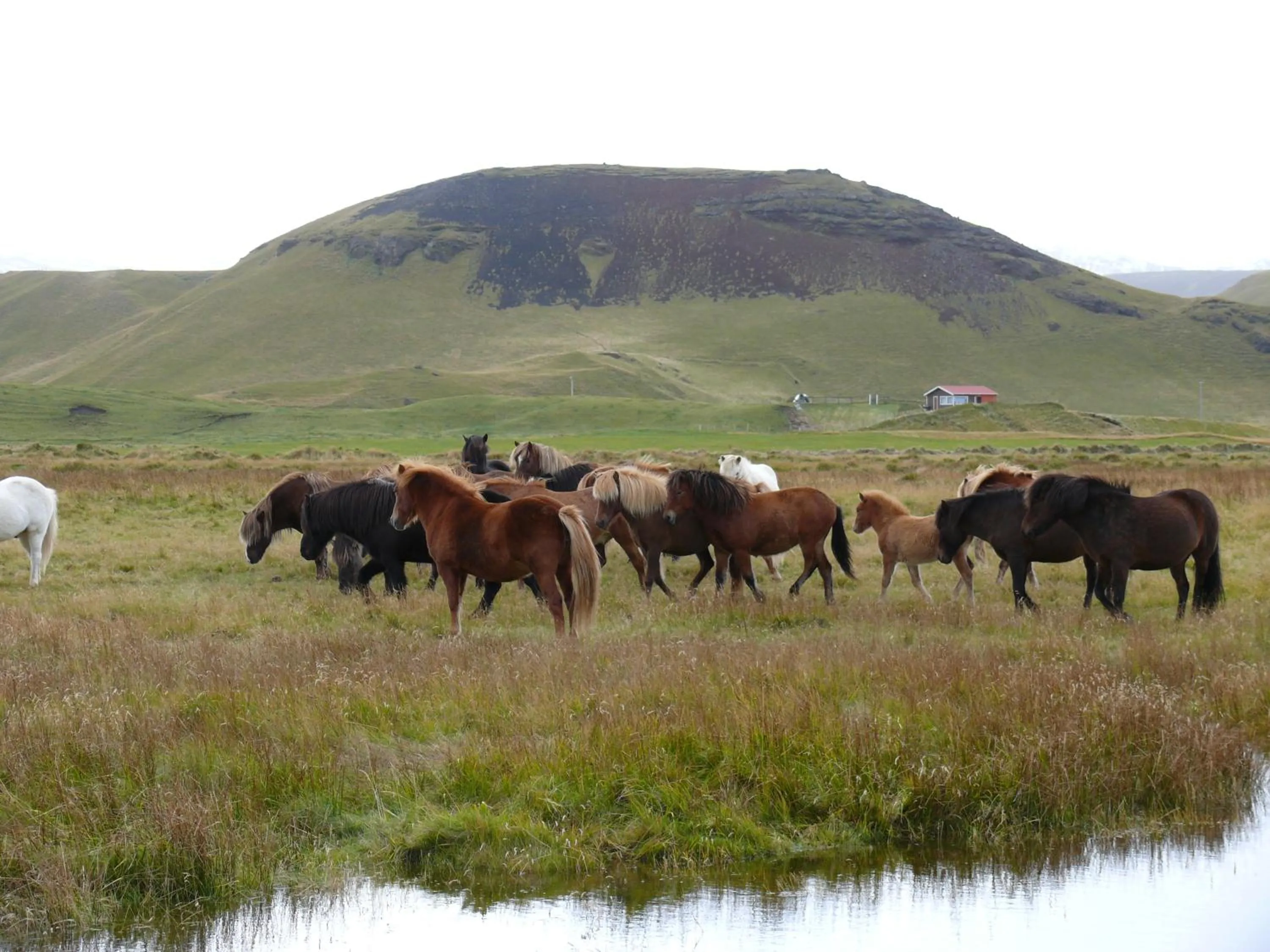 Animals in Guesthouse Vellir