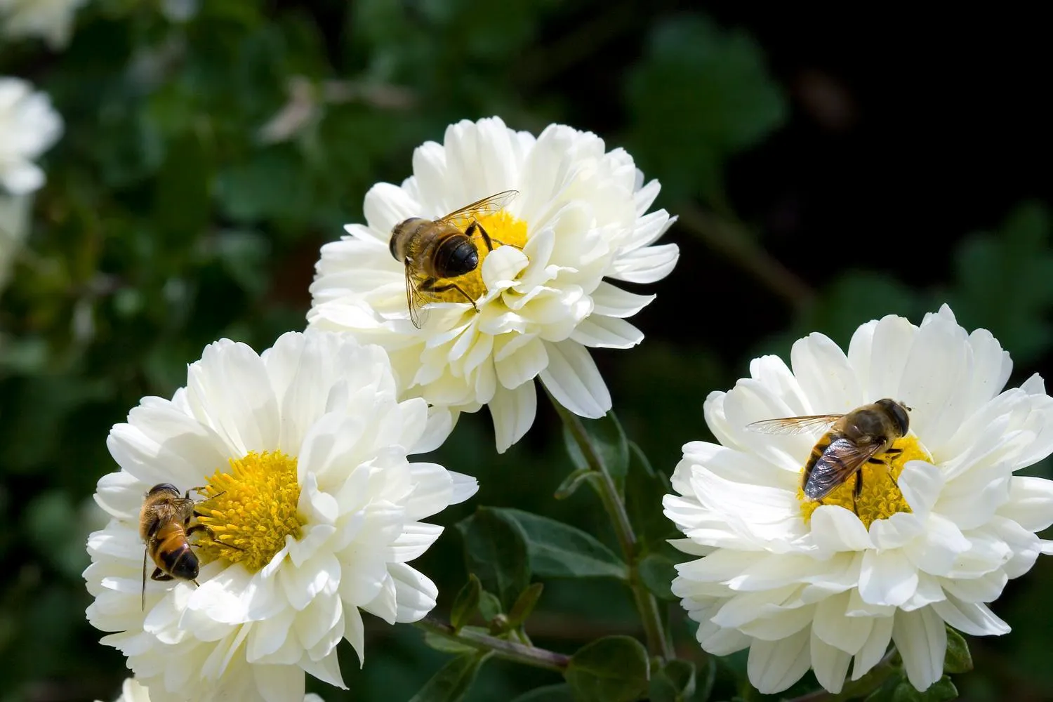 Garden in Song of the Sea, Selkie House