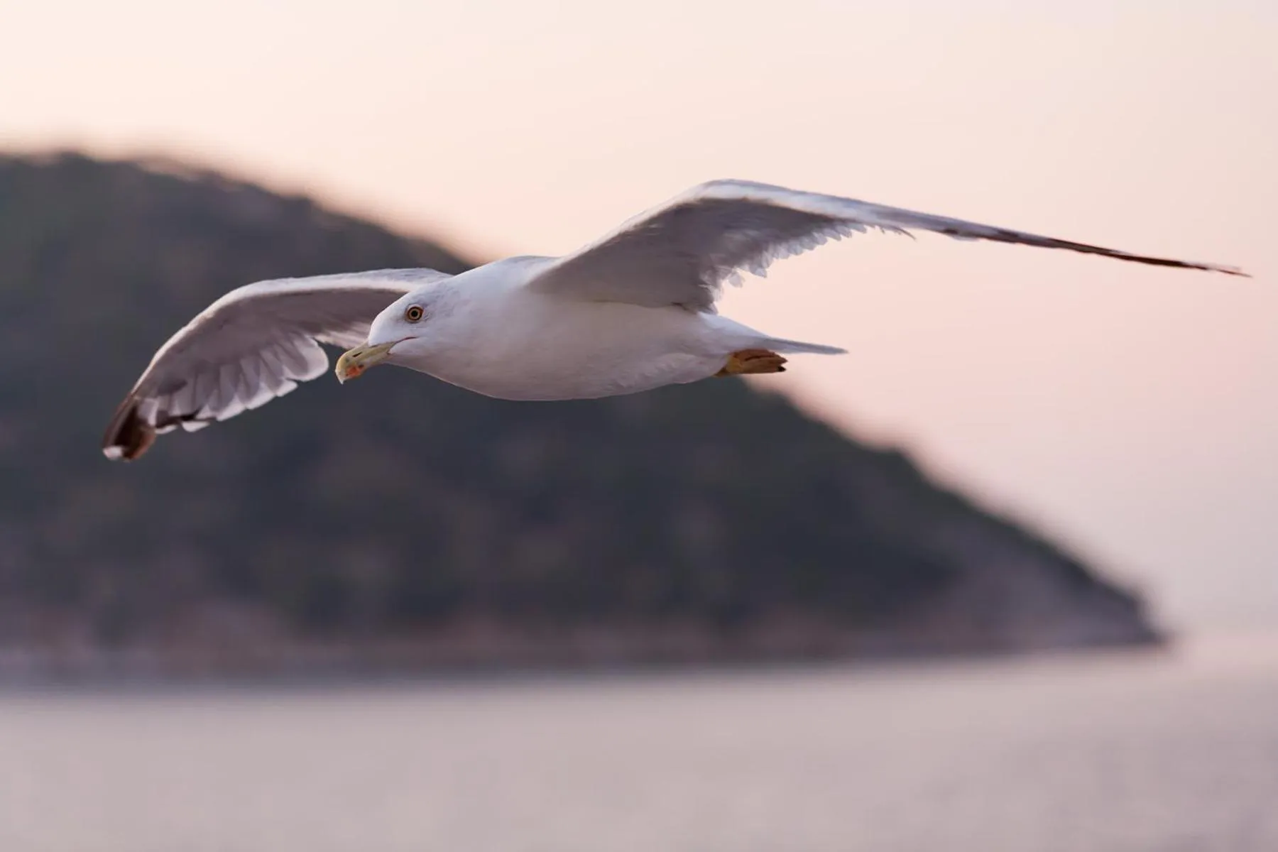 Song of the Sea, Selkie House