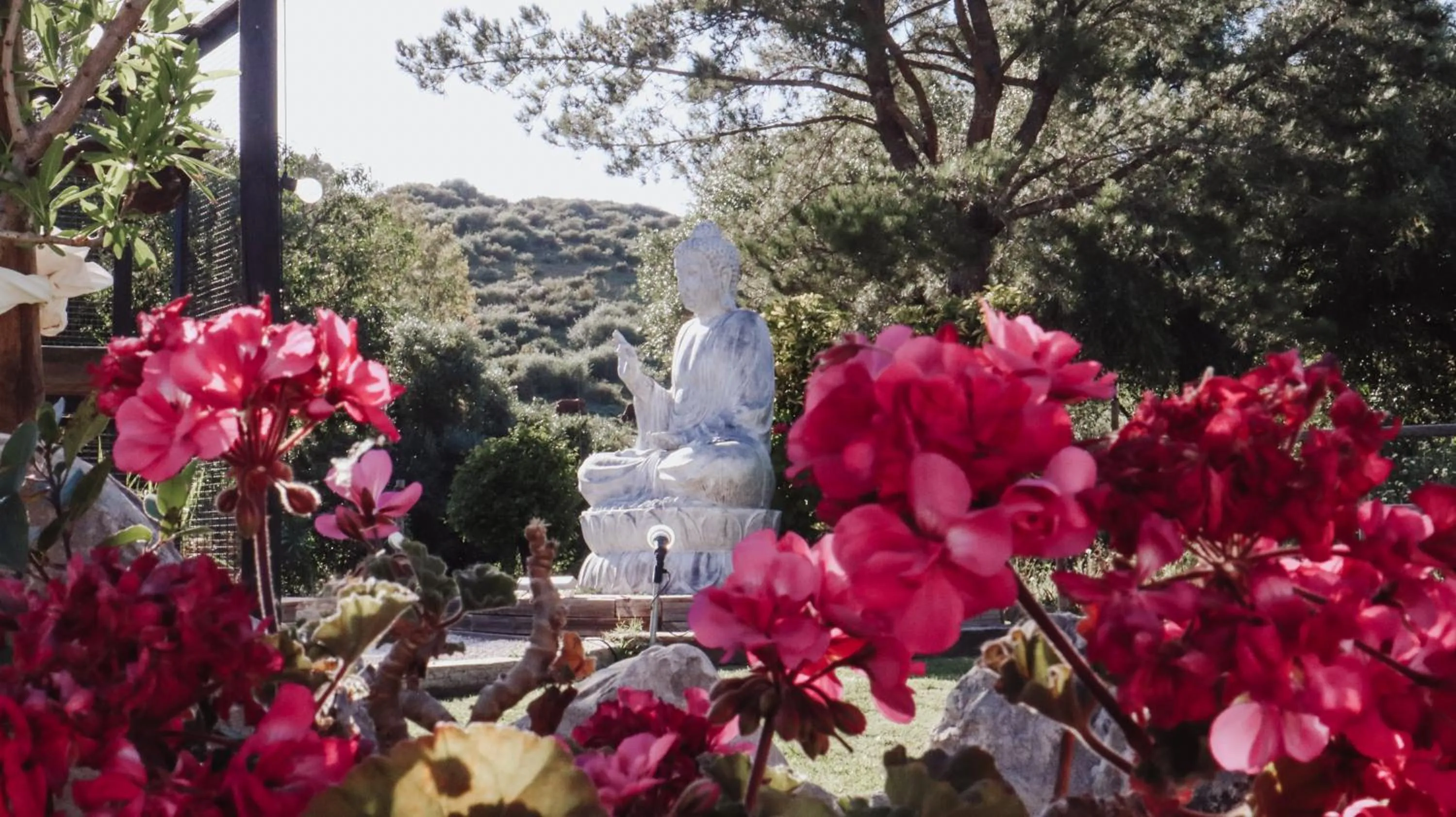 Garden in Boutique Hotel Rancho Los Lobos