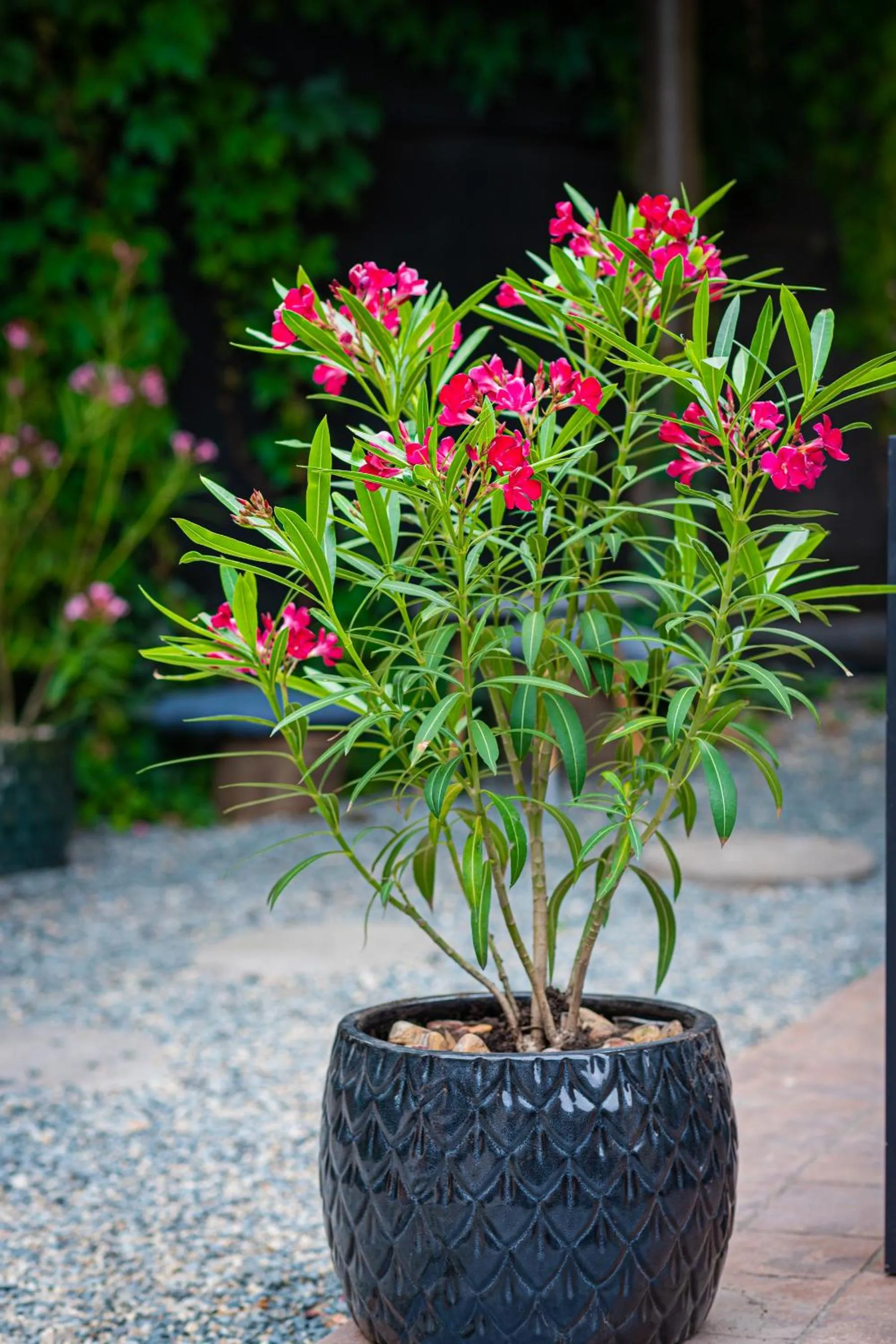 iVAVev IS US ByTheSea EforieSud