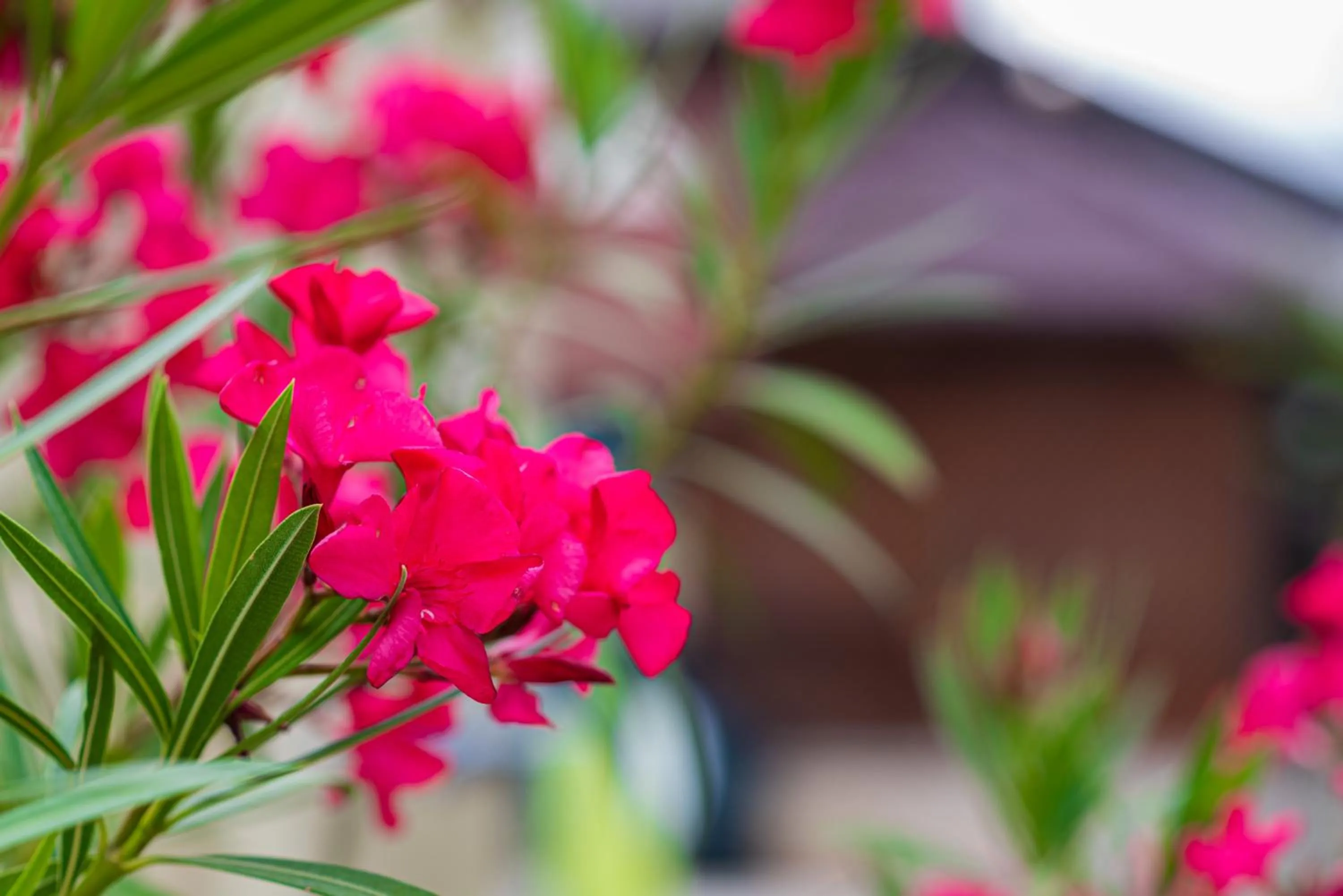 iVAVev IS US ByTheSea EforieSud