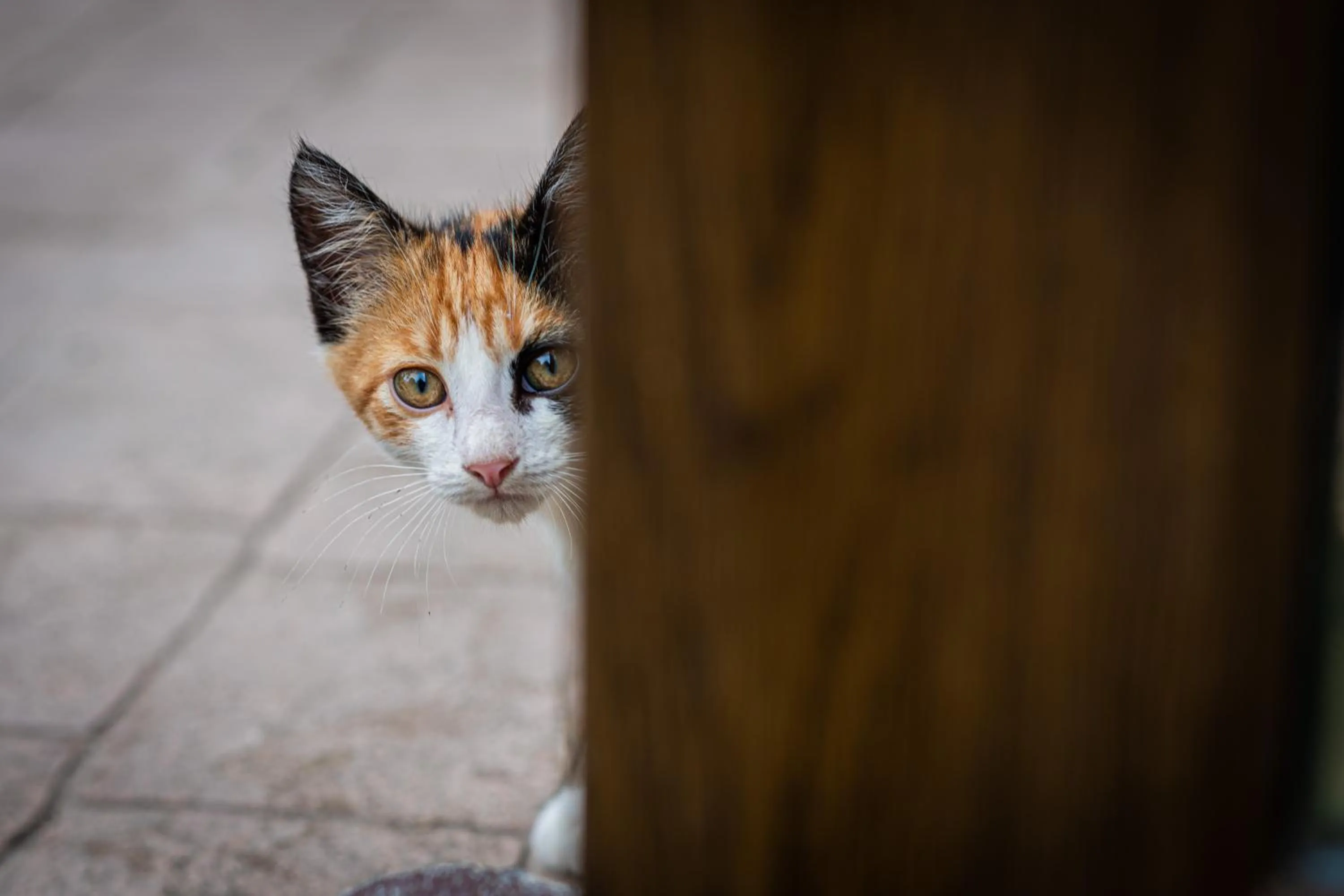 iVAVev IS US ByTheSea EforieSud