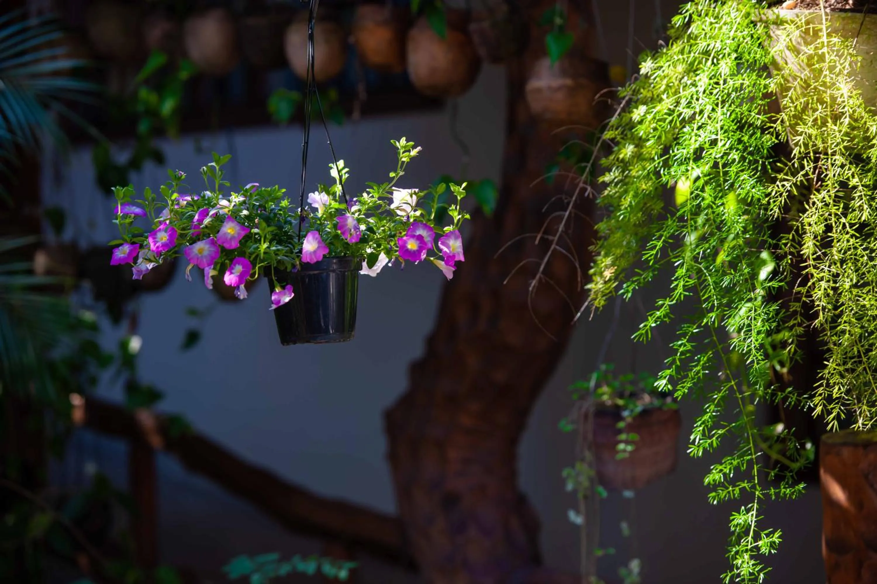 Garden in Pousada Pau Brasil Ubu