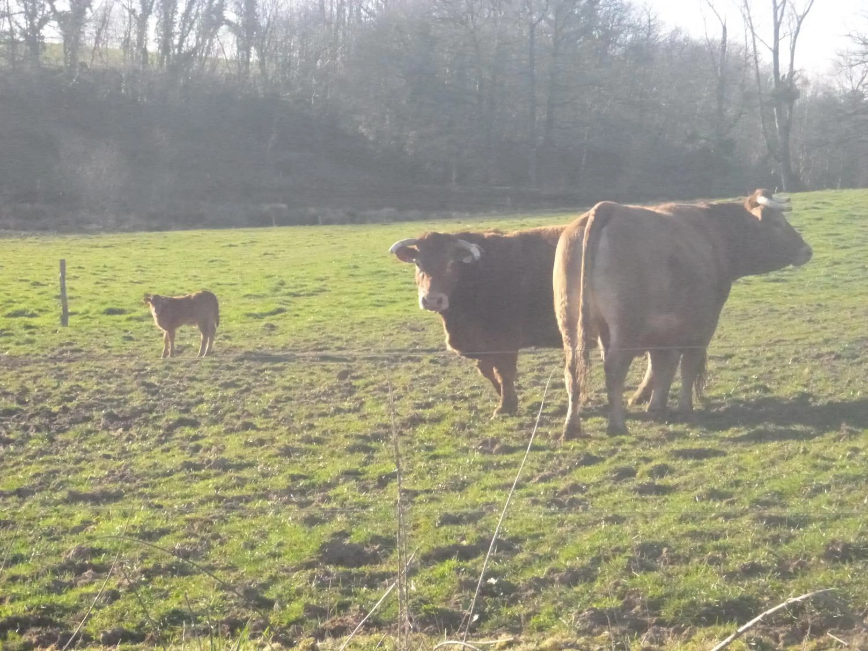 La Maison Des Fleurs
