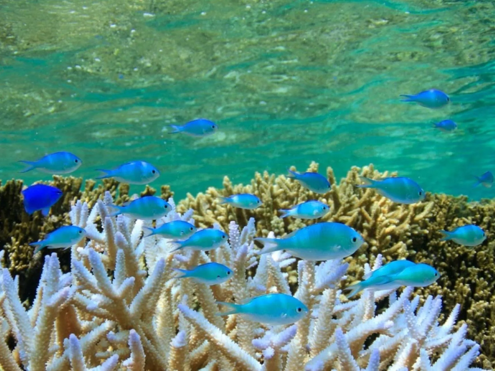 Activities in Hotel Shigira Mirage