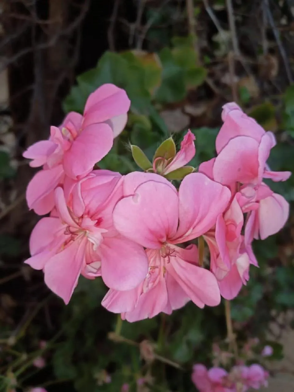 Activities in Dove's Nest Guest House