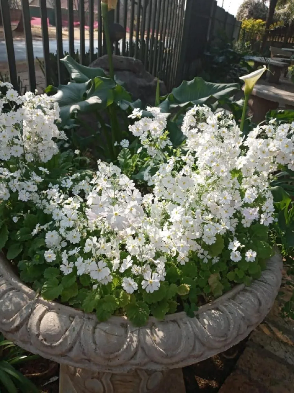 Garden view in Dove's Nest Guest House