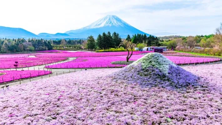 Kawaguchiko Superba Vista Annex