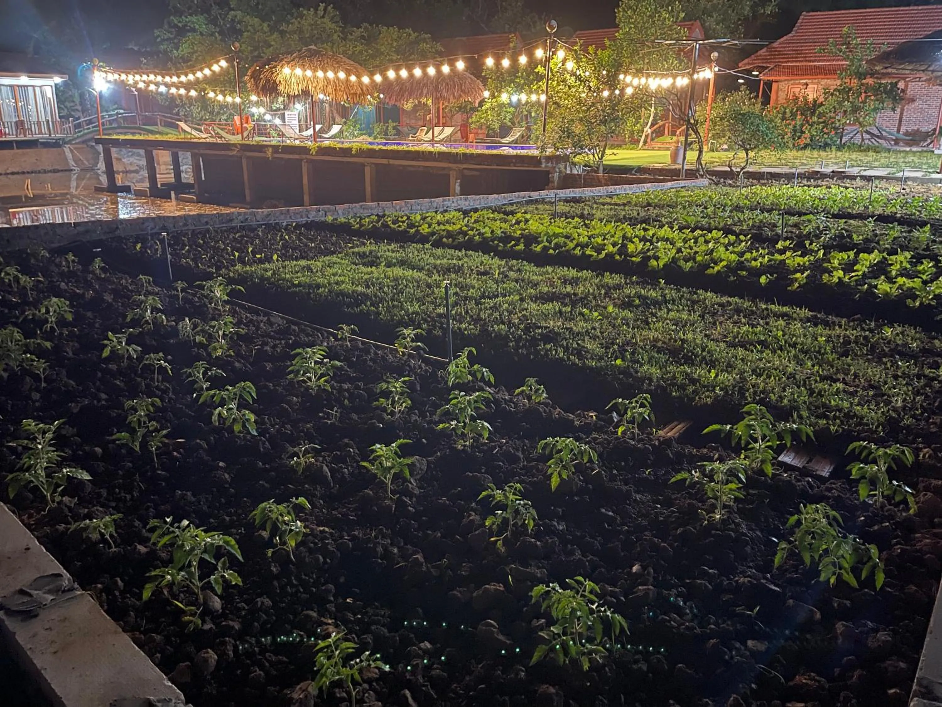 Night in Trang An Lotus Lake Homestay