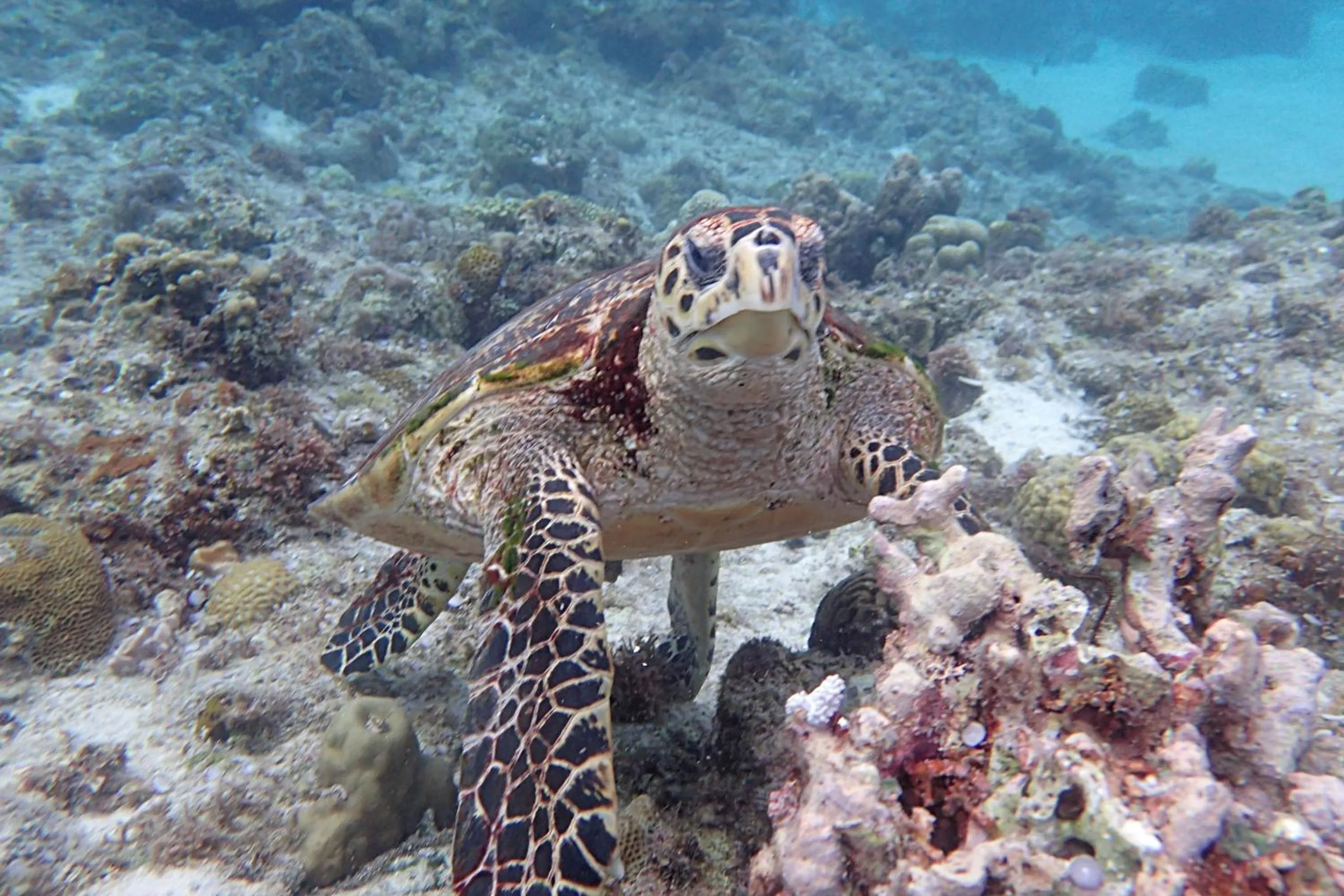 Natural landscape in White Villas Resort