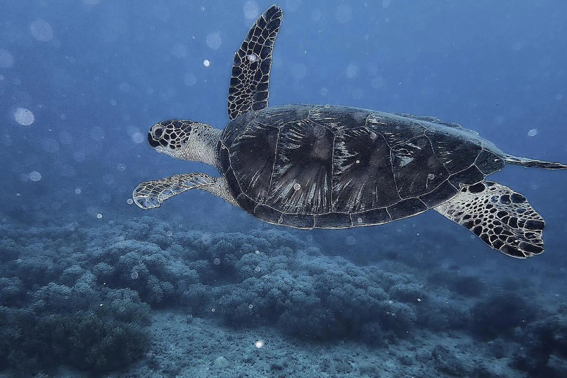 Snorkeling in White Villas Resort