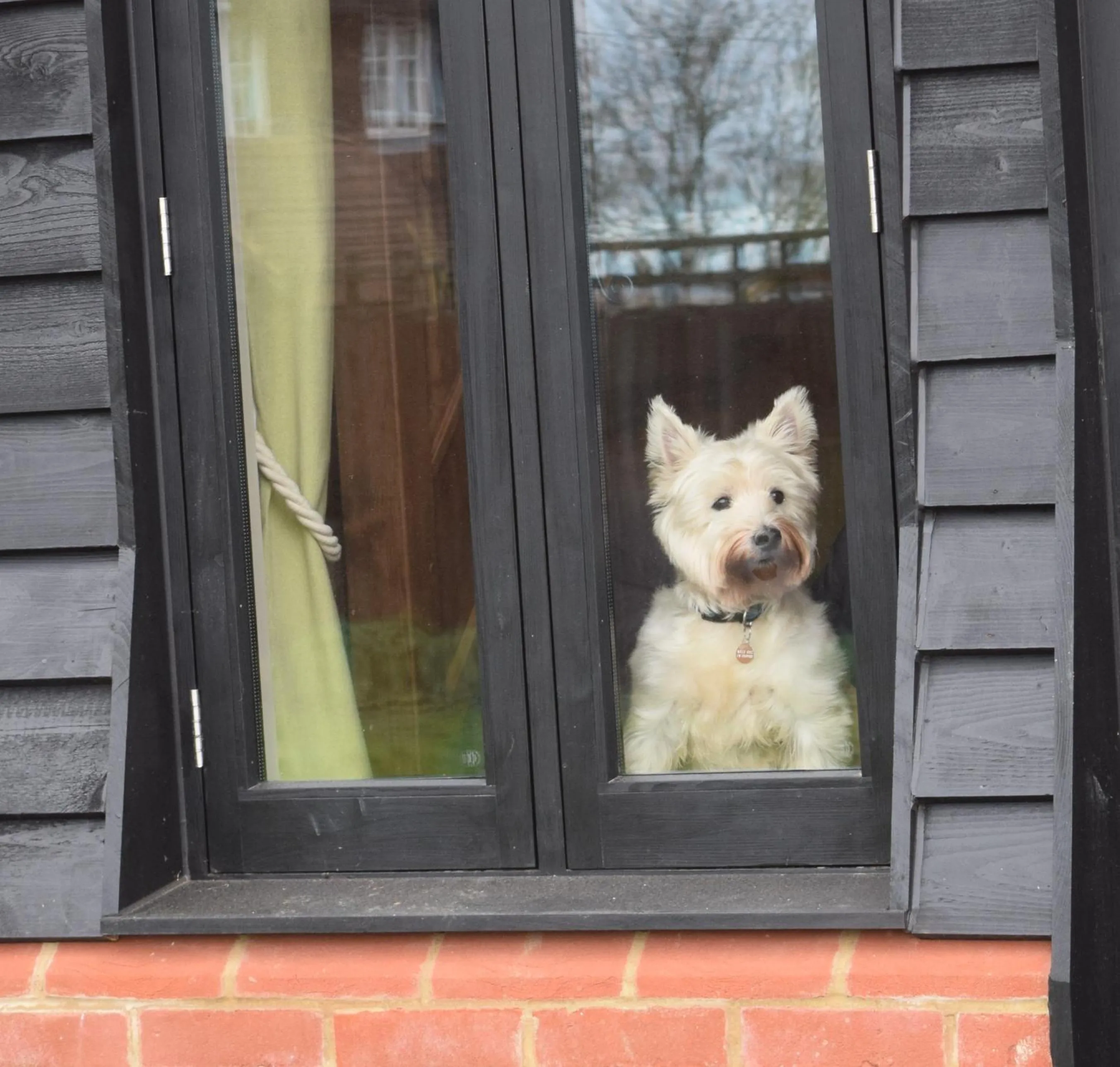 Pets in The Plough Inn