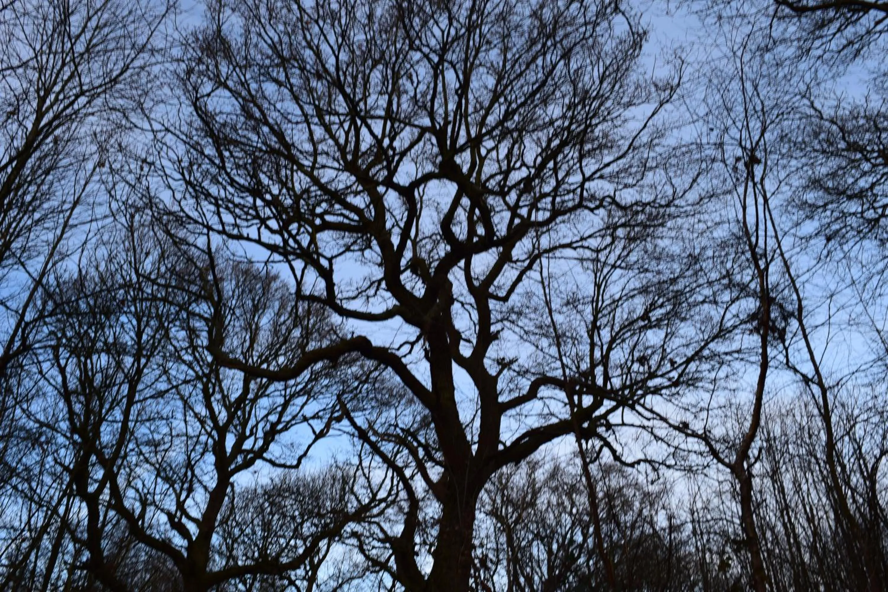 Natural landscape, Winter in The Plough Inn