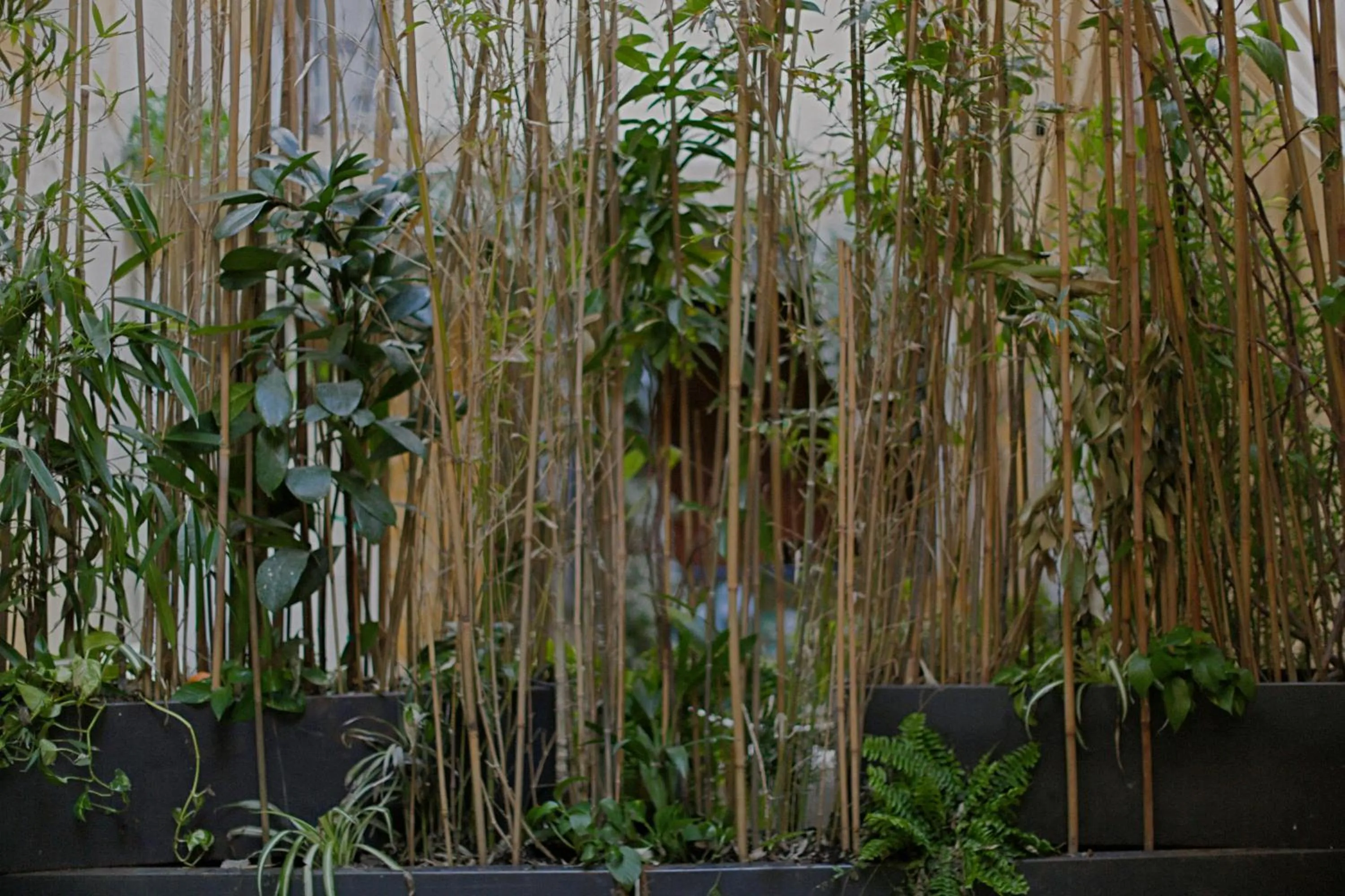 Garden in Shila Athens