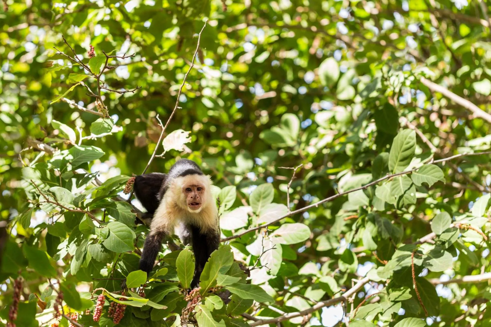 Animals in Four Seasons Resort Peninsula Papagayo, Costa Rica
