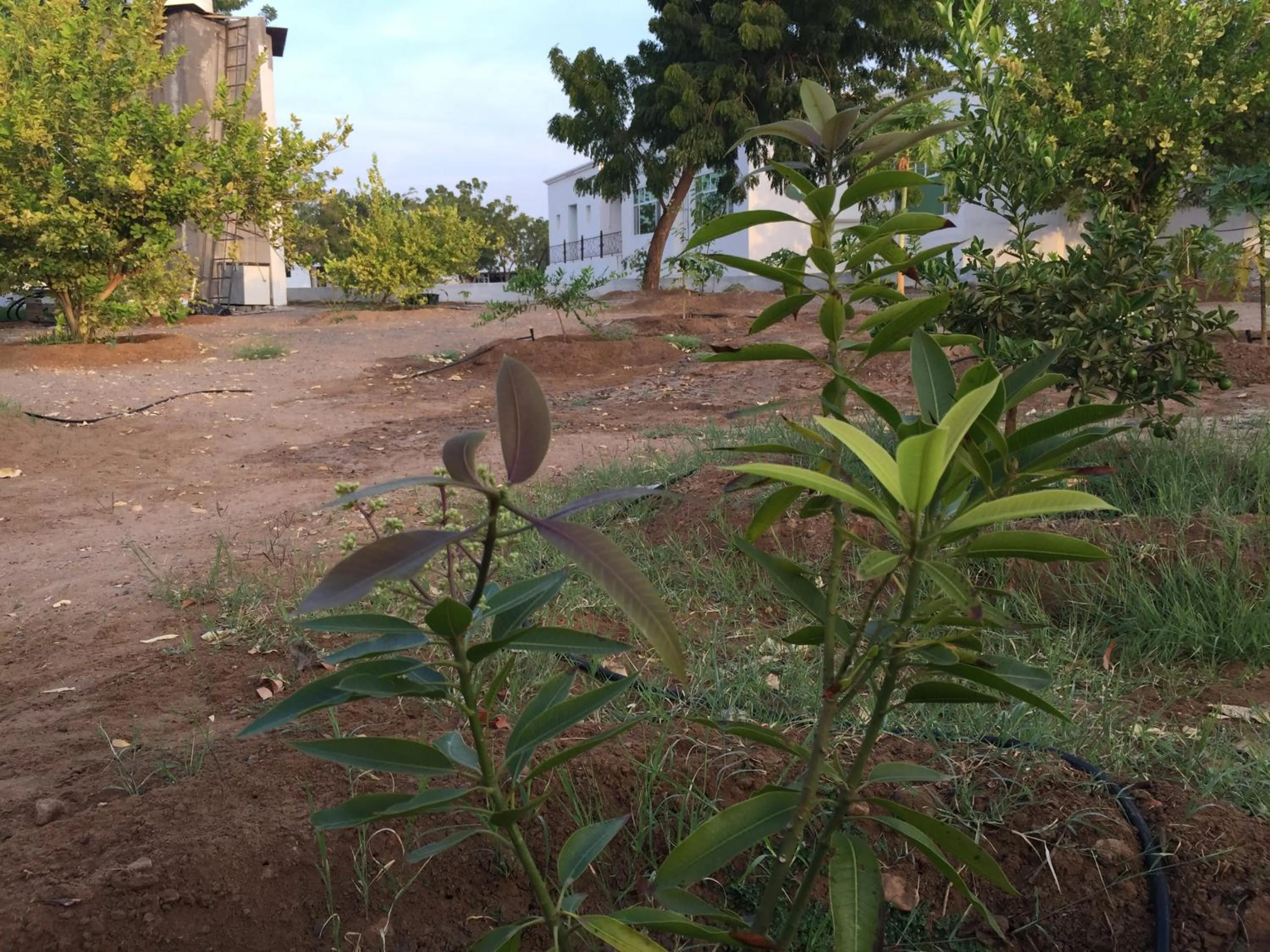 Garden in Oriental Nights Rest House