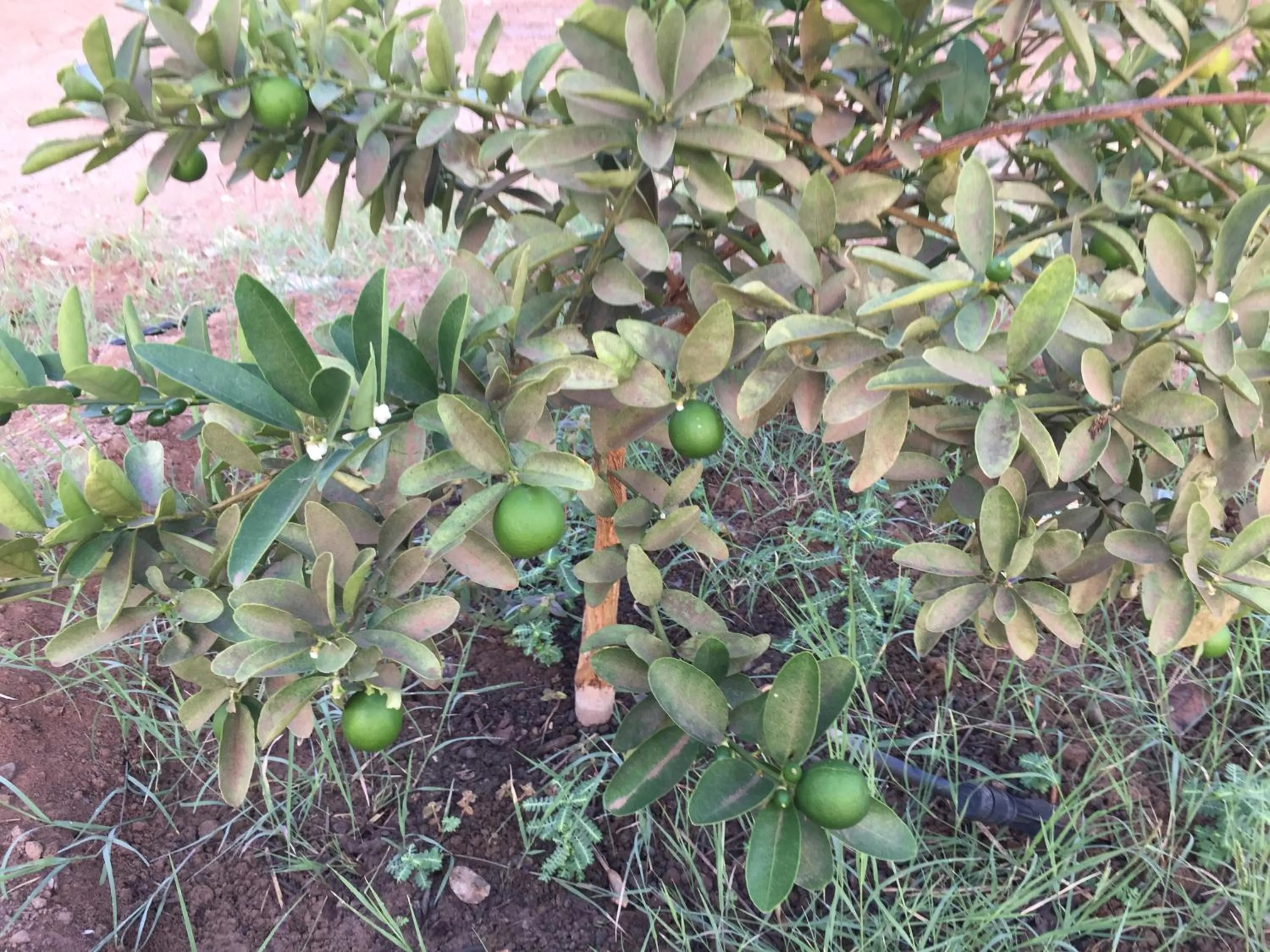 Garden in Oriental Nights Rest House