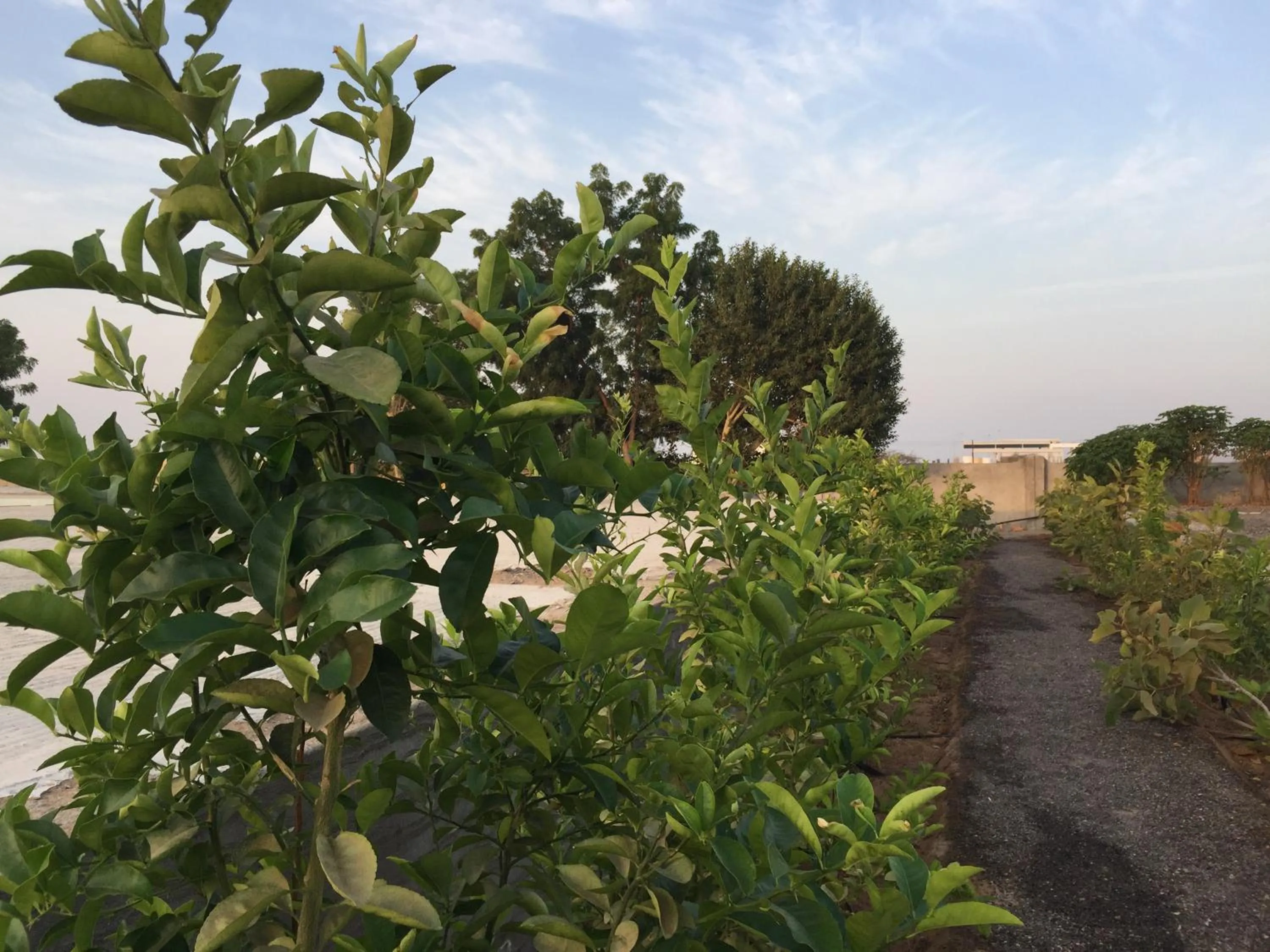 Garden in Oriental Nights Rest House