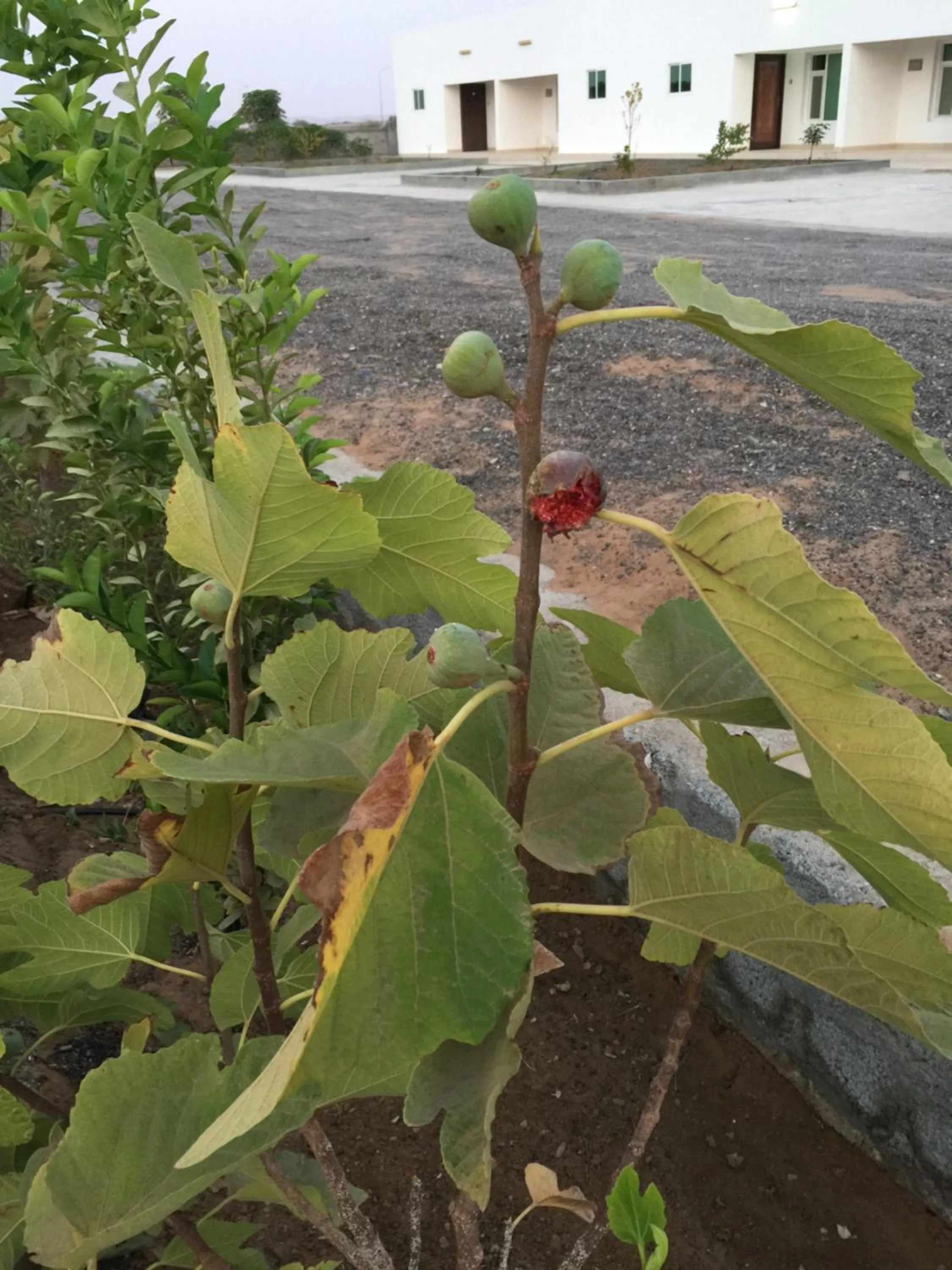 Garden in Oriental Nights Rest House
