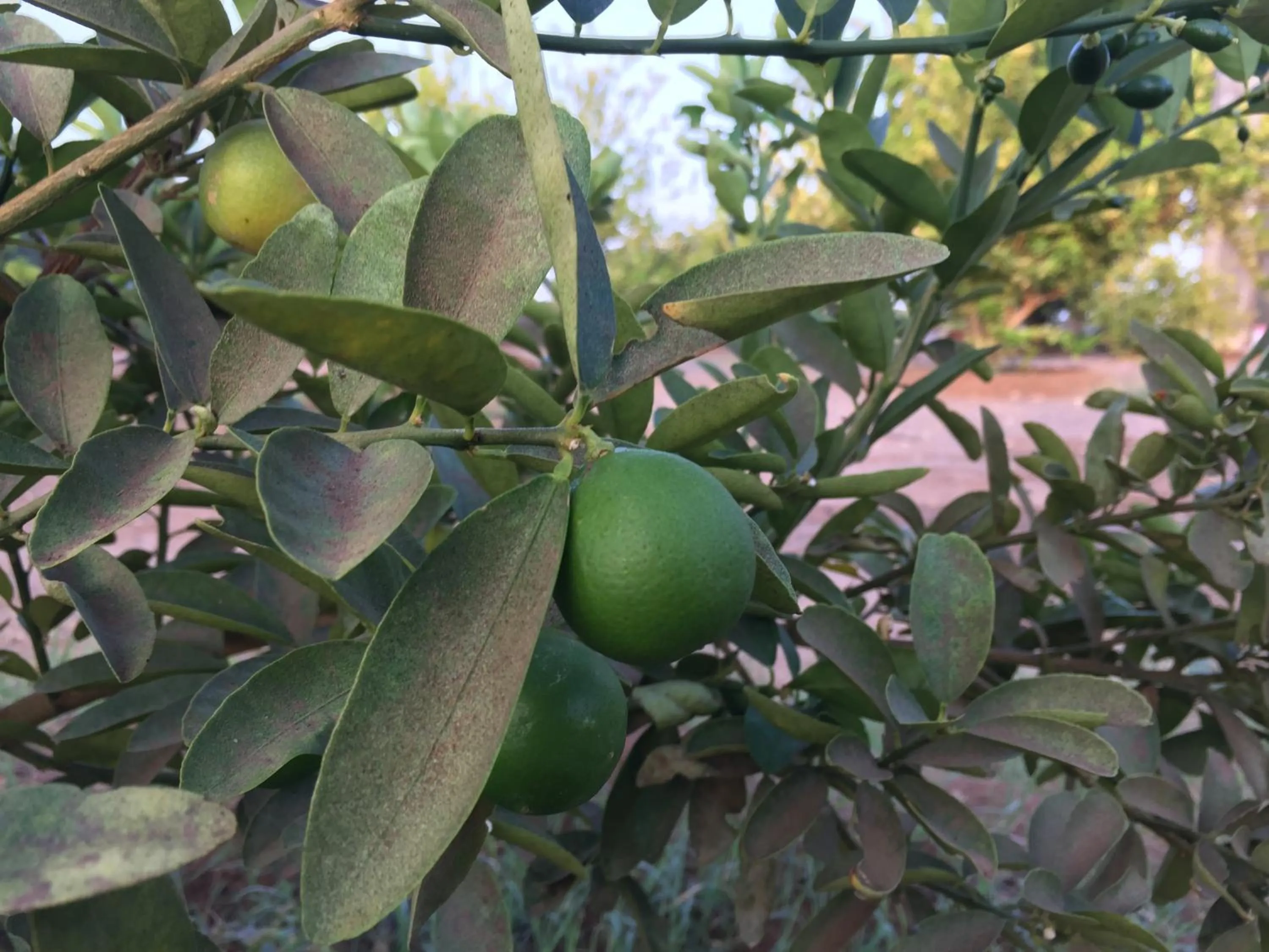 Garden in Oriental Nights Rest House