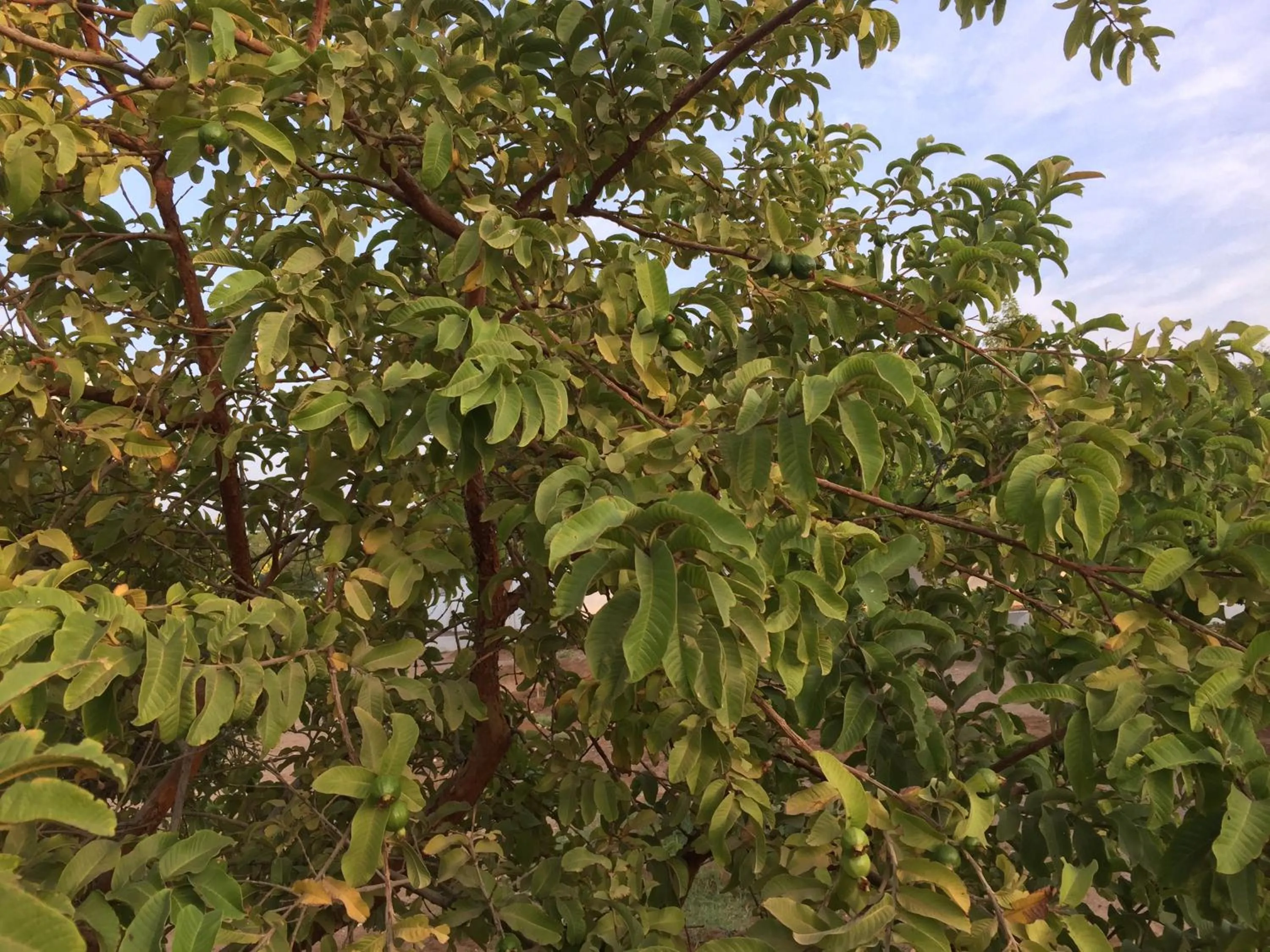 Garden in Oriental Nights Rest House