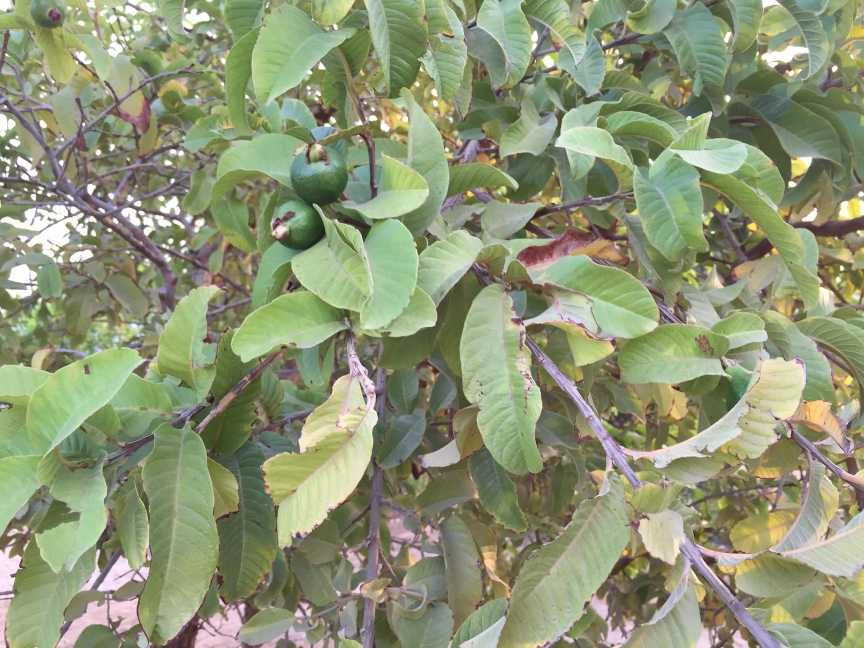 Garden in Oriental Nights Rest House