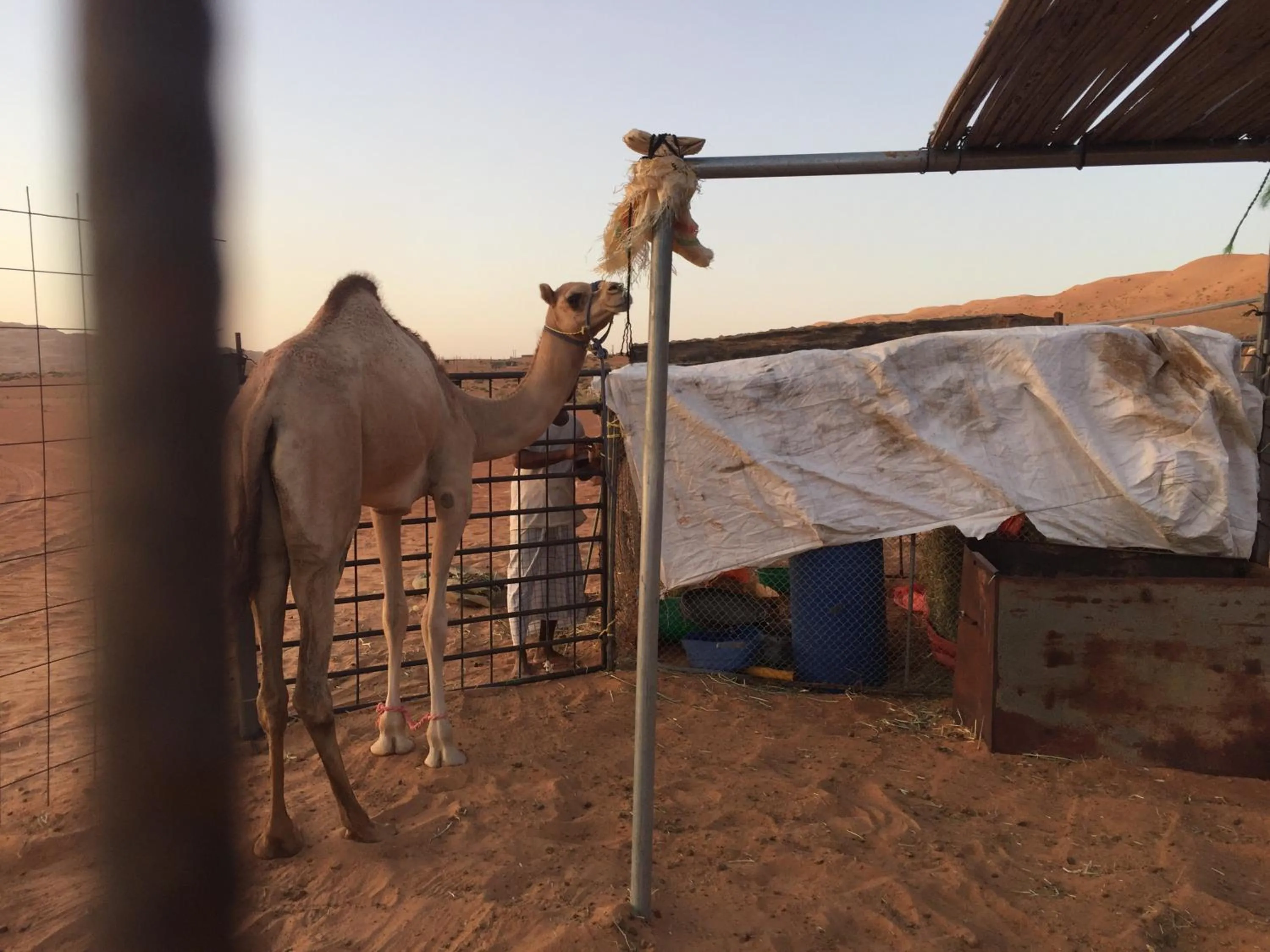 Animals in Oriental Nights Rest House