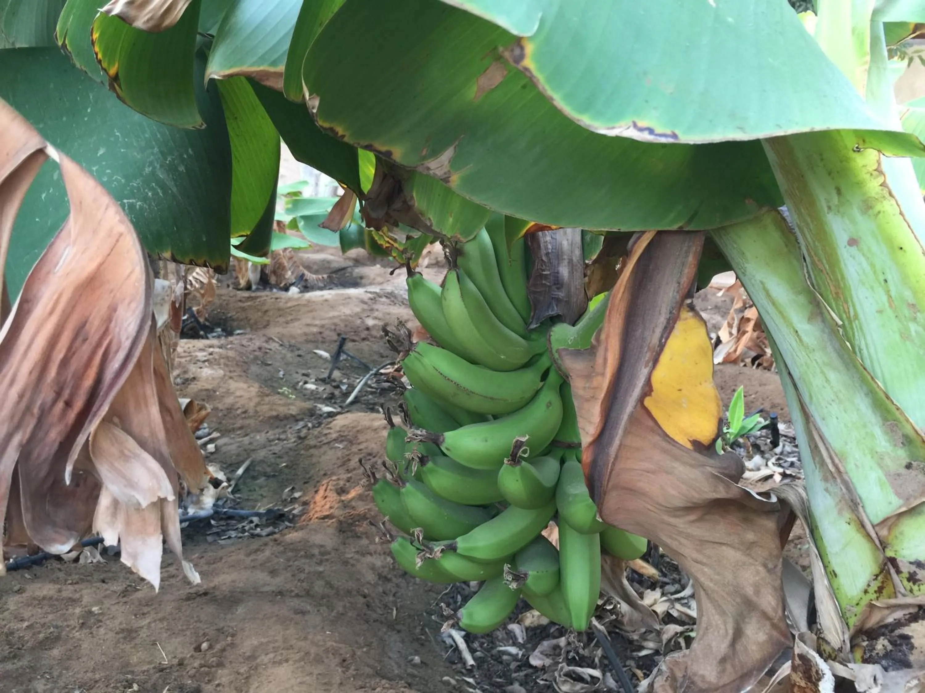 Garden in Oriental Nights Rest House