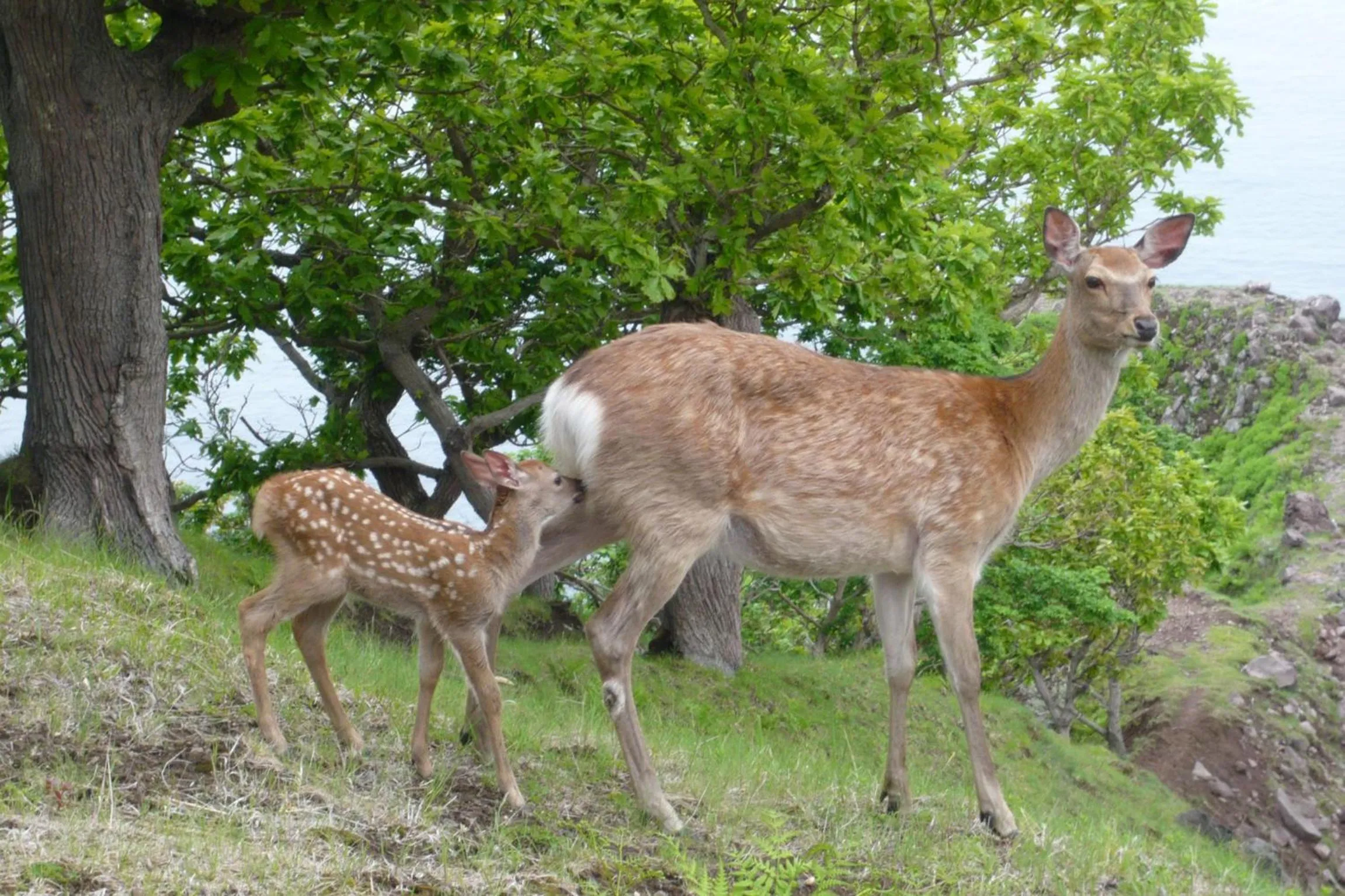 Natural landscape in Shiretoko Noble Hotel