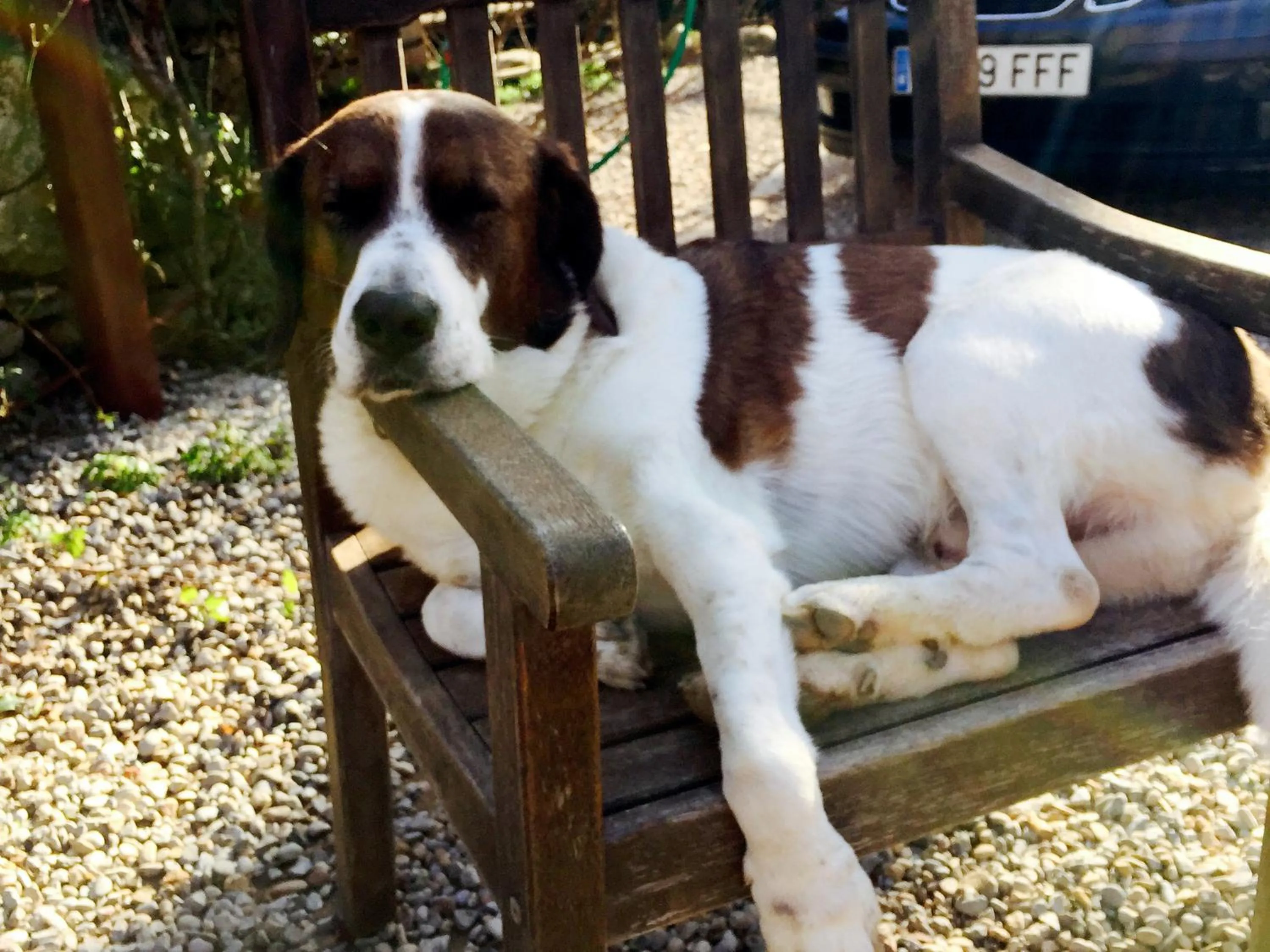 Pets in Mas Torrencito Pet Friendly