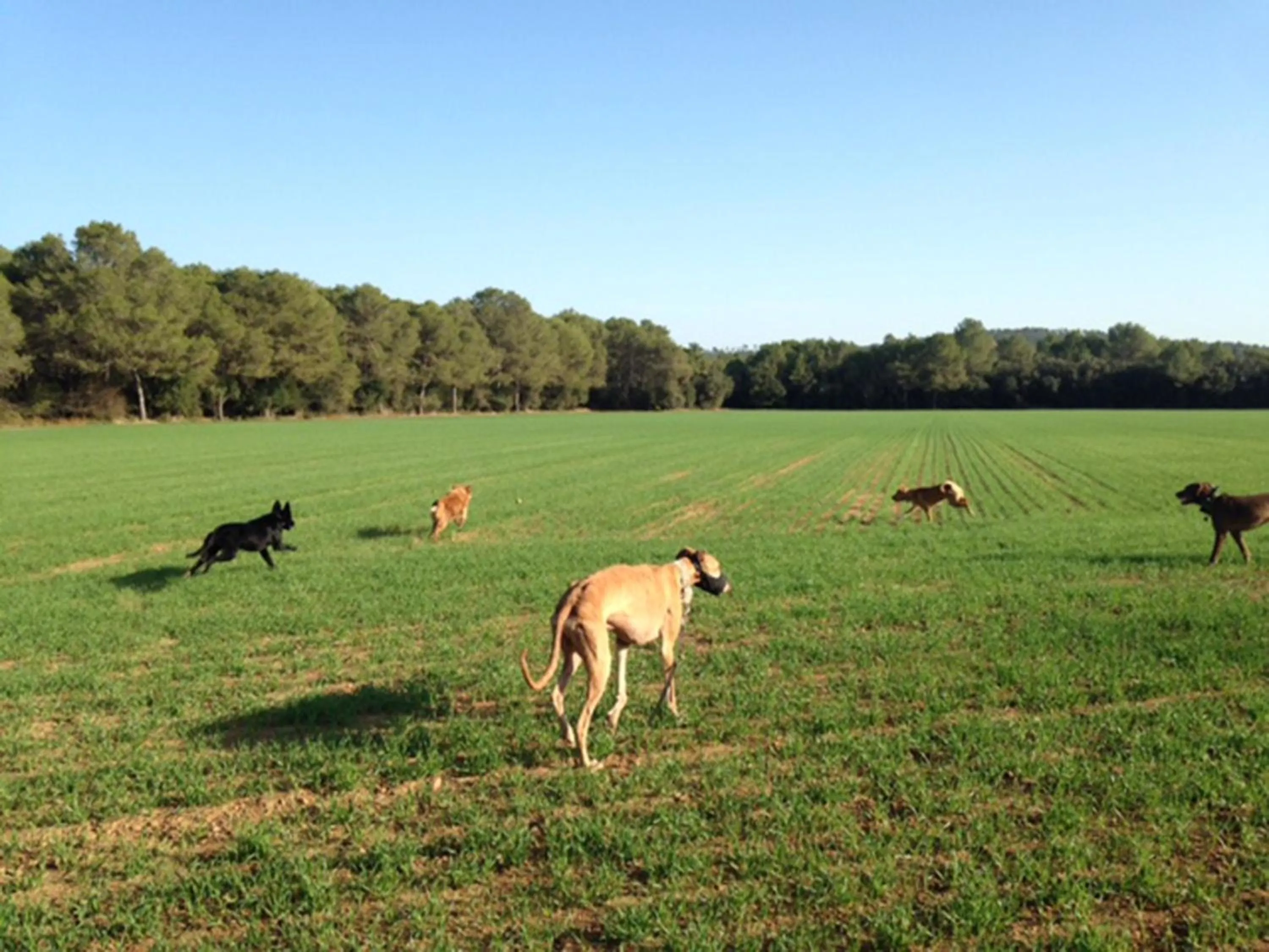 Natural landscape in Mas Torrencito Pet Friendly
