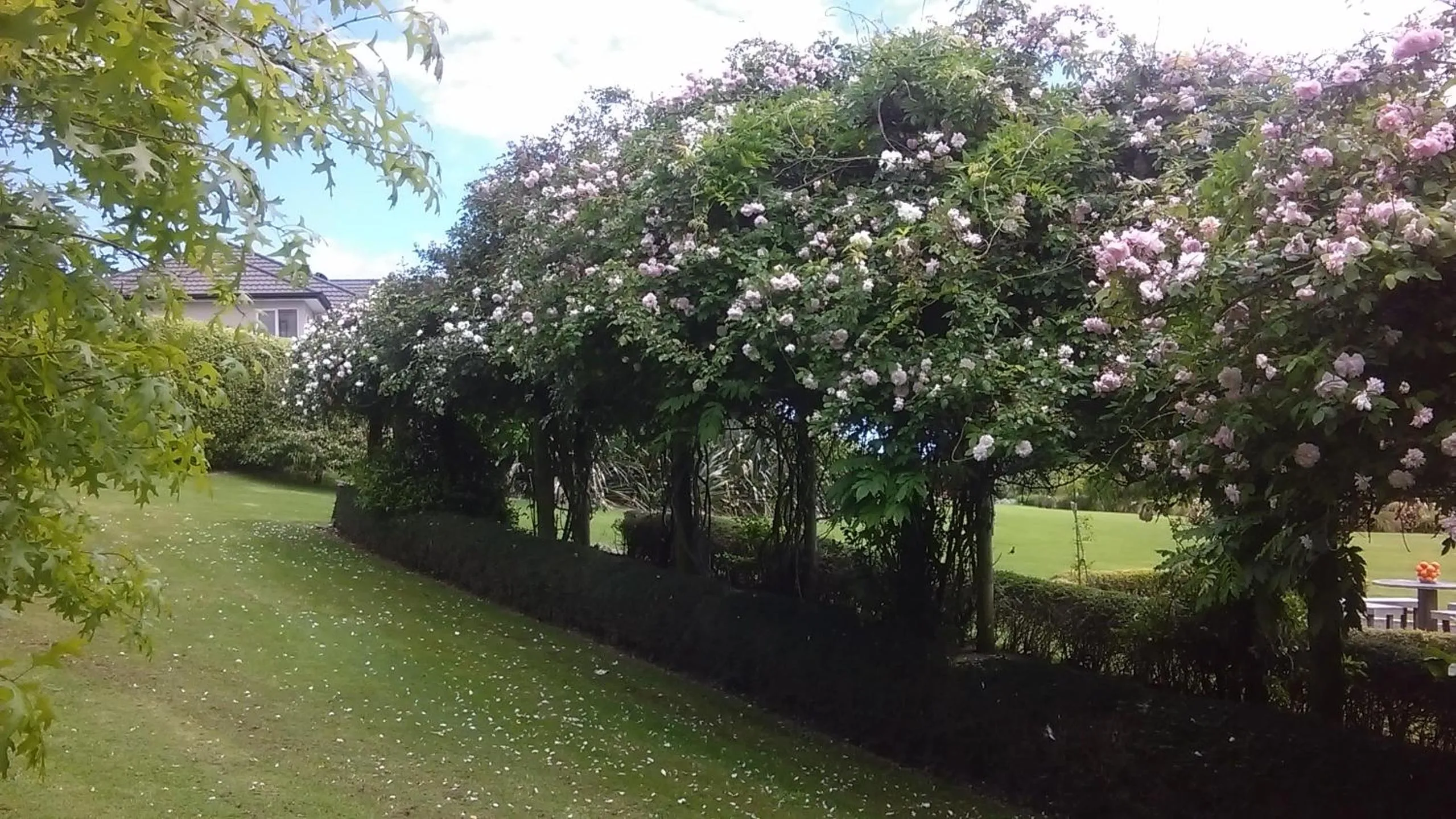 Garden view in Shurinji