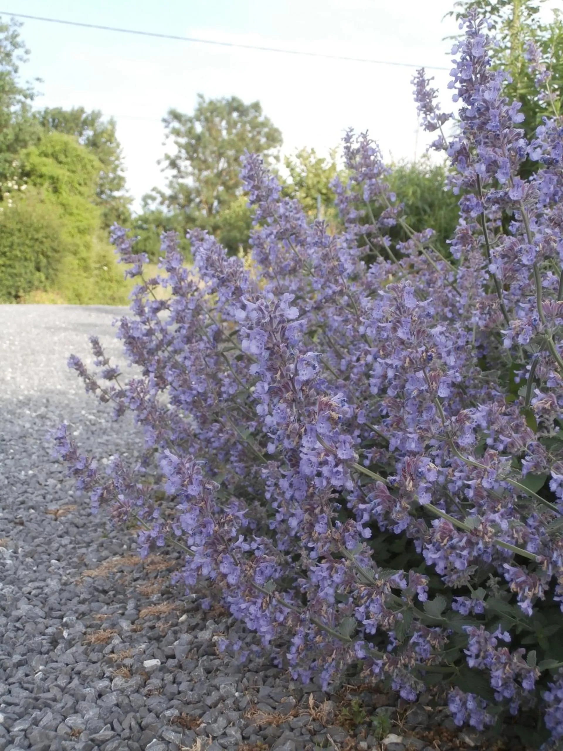 Garden in Chambre d'hôtes L'Ermite
