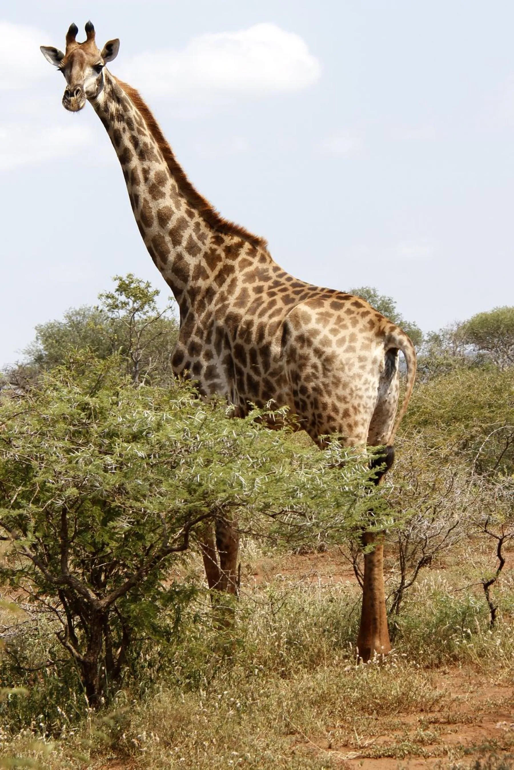 Off site in Shayamoya Tiger Fishing and Game Lodge