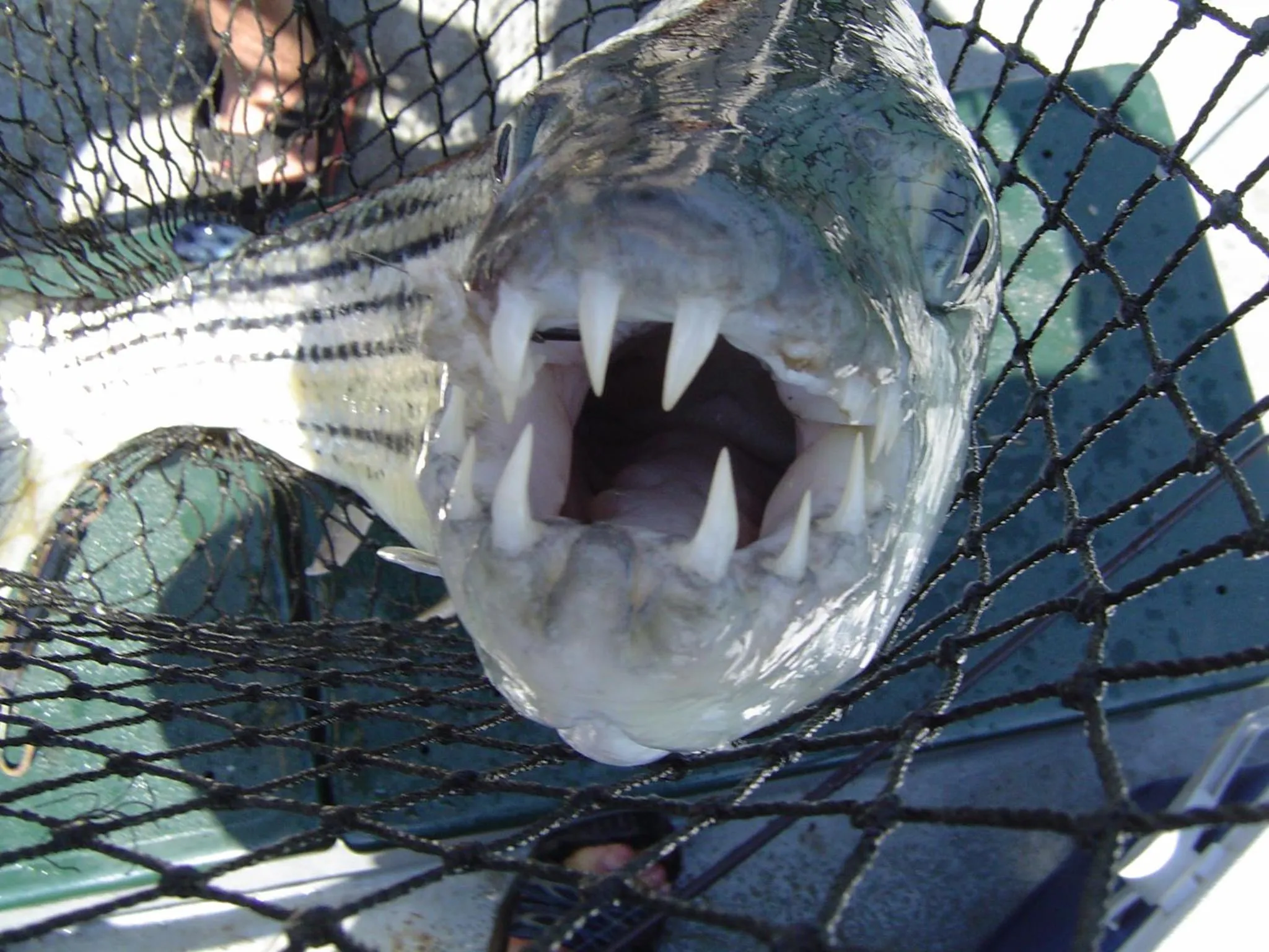 Shayamoya Tiger Fishing and Game Lodge