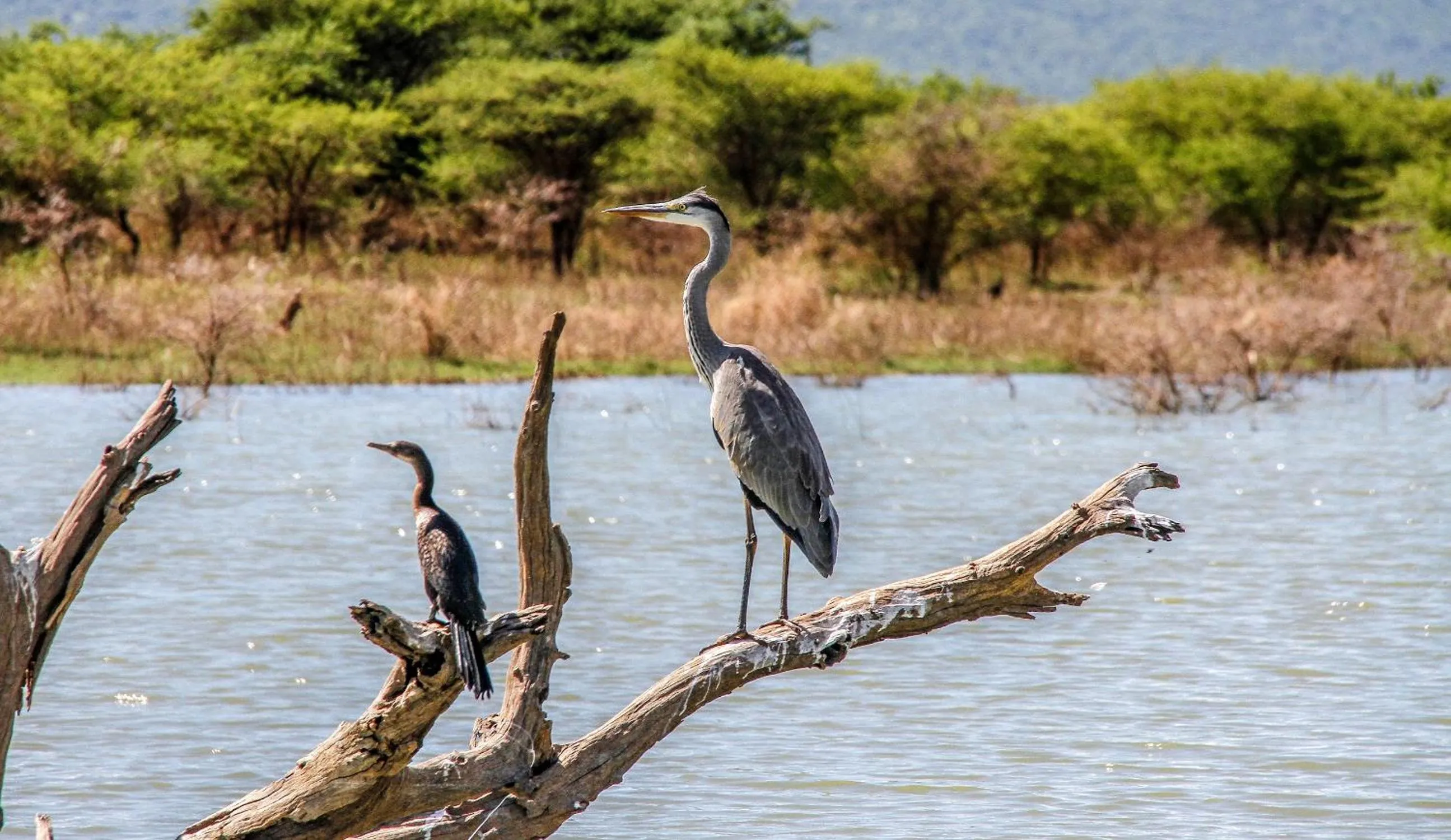 Shayamoya Tiger Fishing and Game Lodge