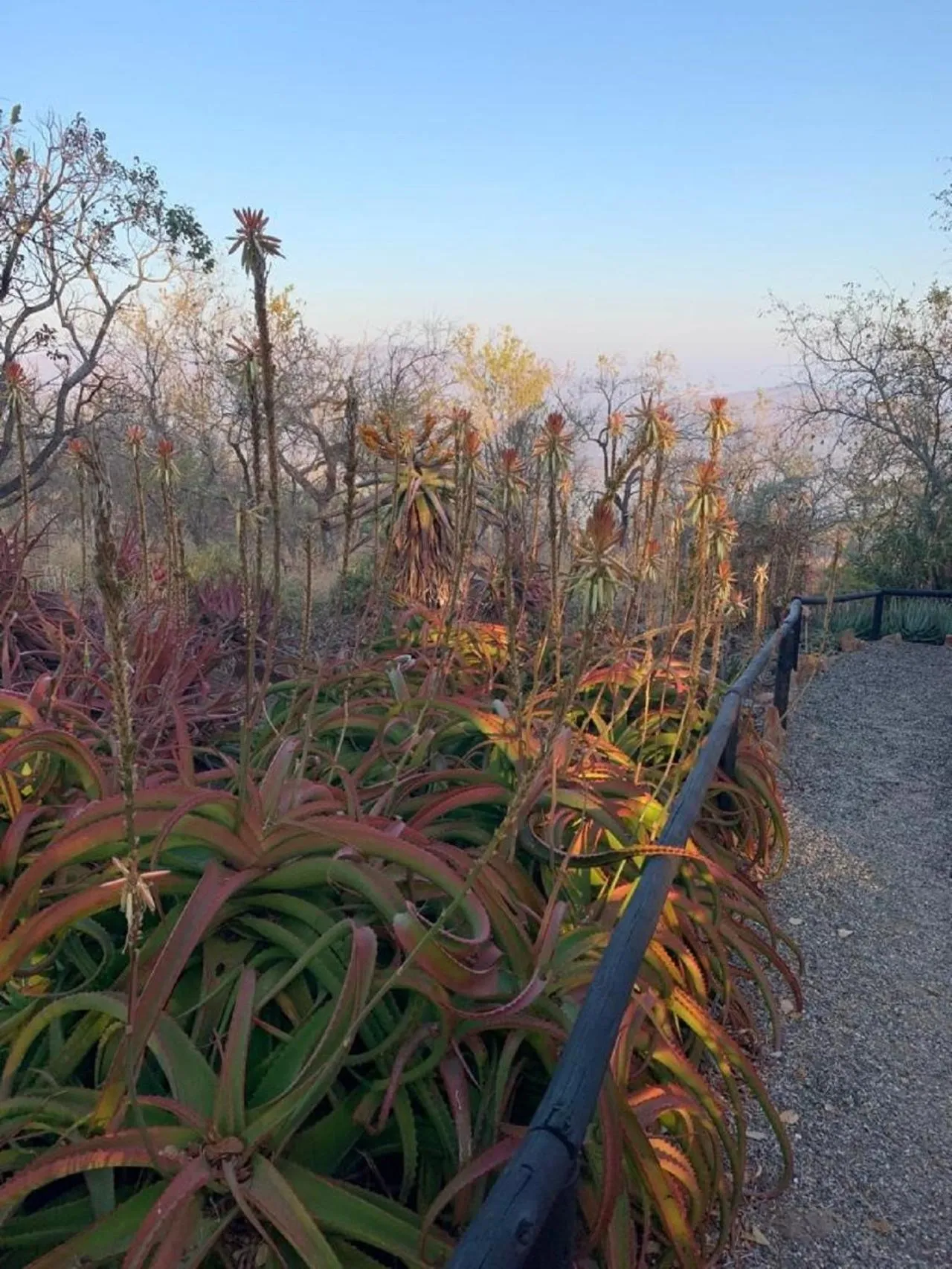 Garden in Shayamoya Tiger Fishing and Game Lodge