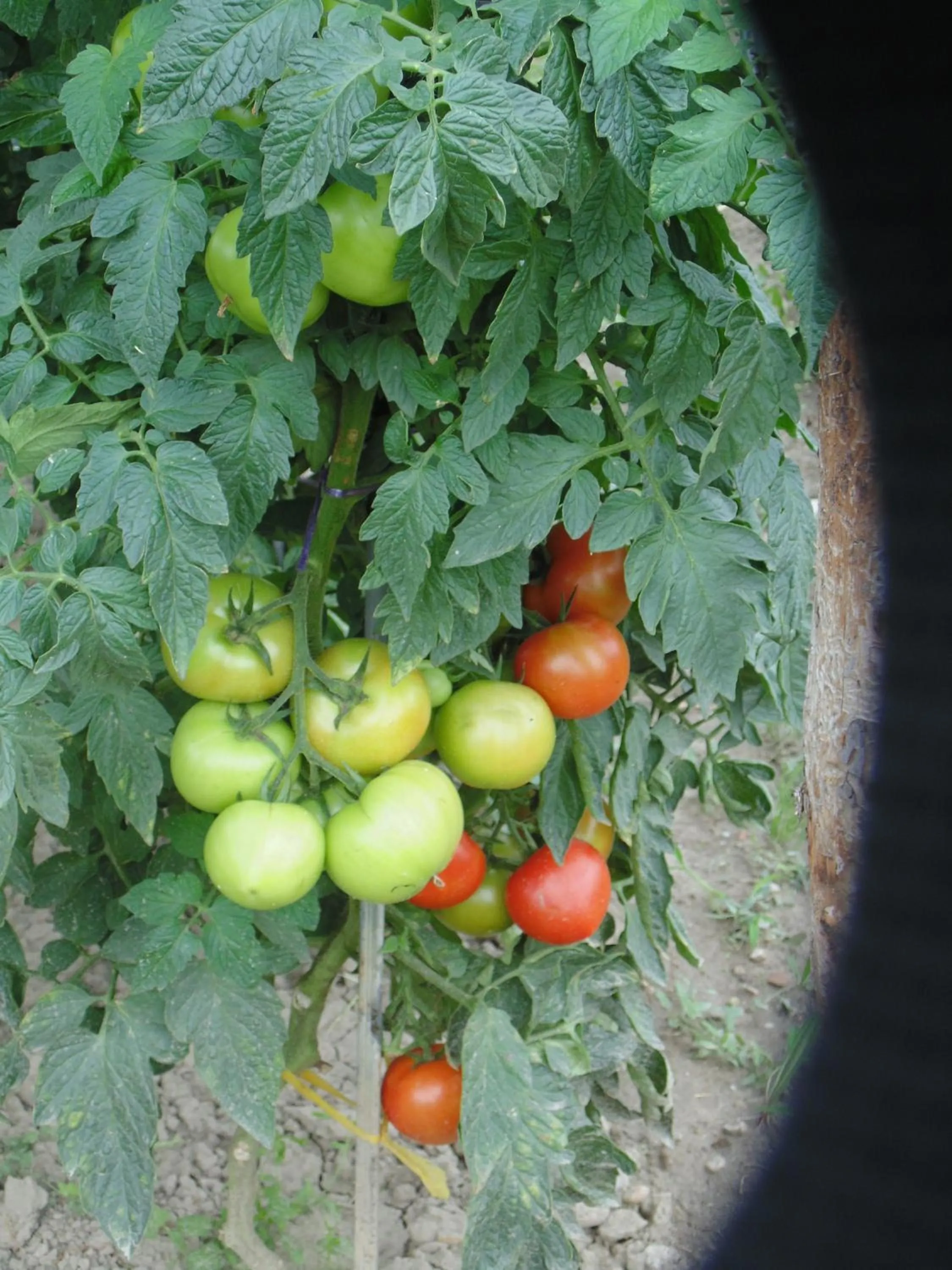 Garden in Schmankerl und Gast